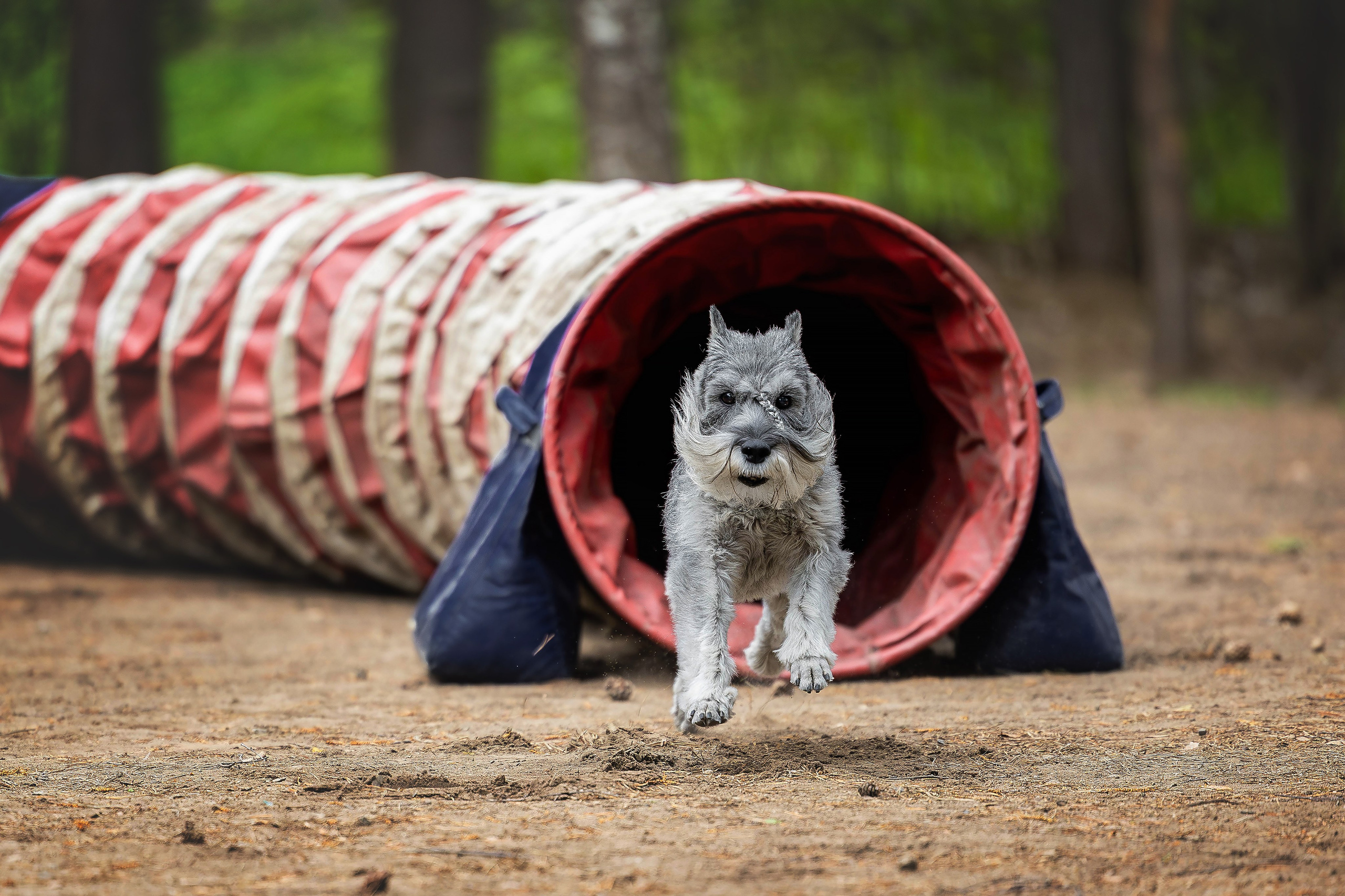 Тренировка аджилити. Фотограф Анималист в Перми Анастасия Остерман