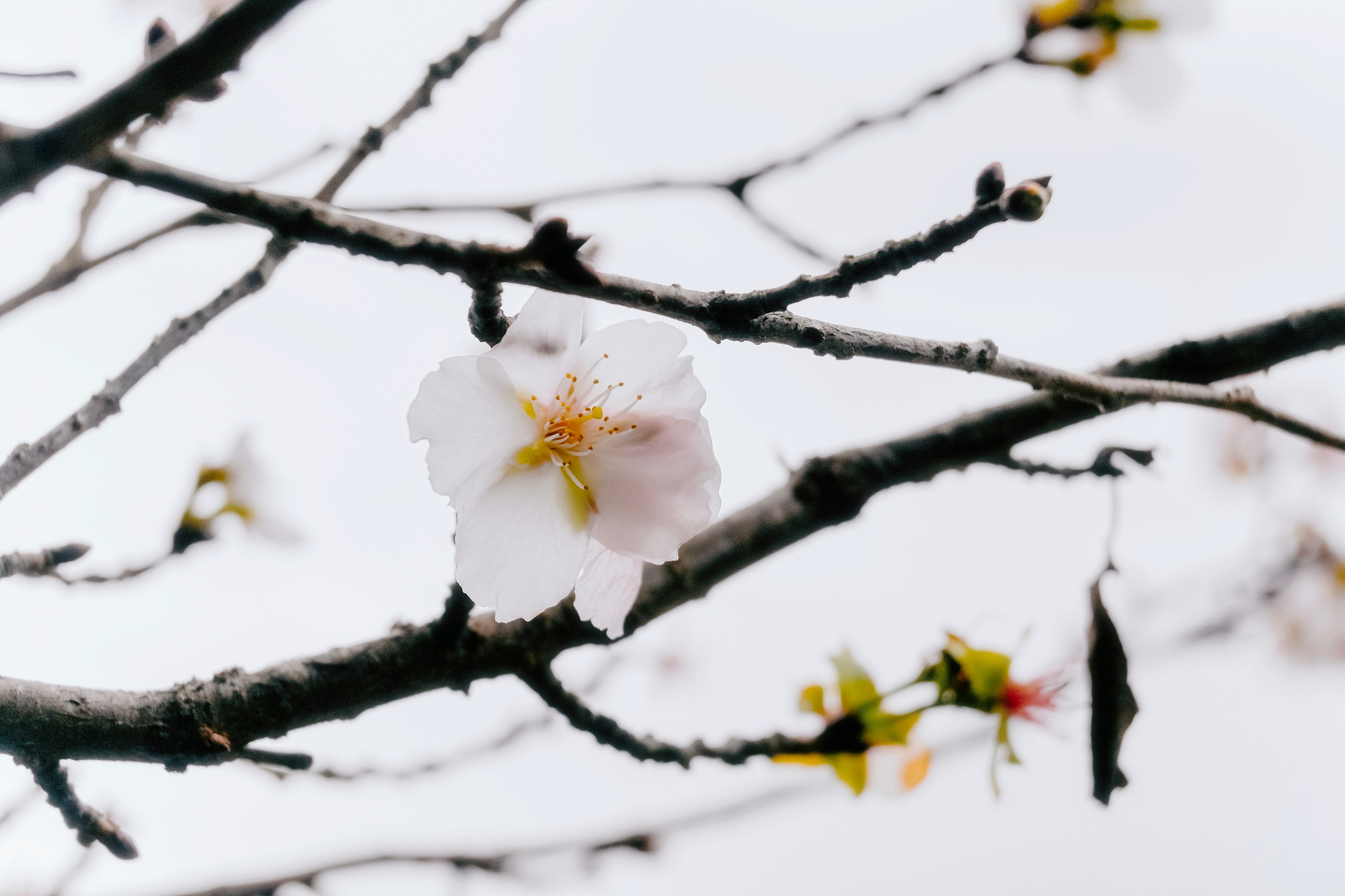 Japan village street. Iraogo