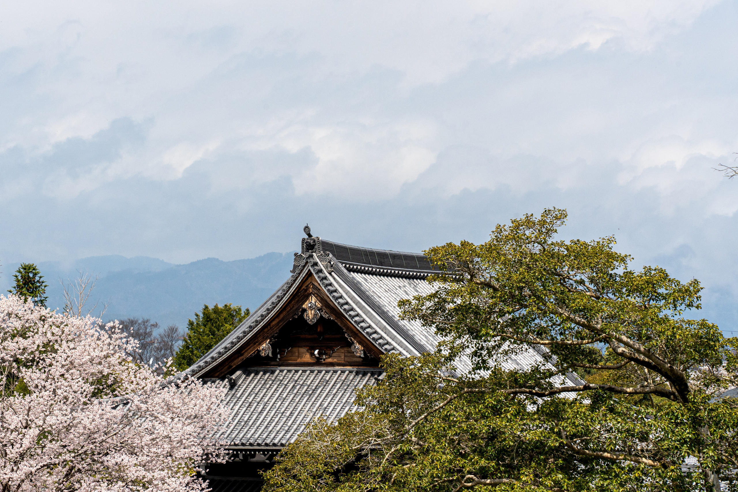 Япония, сакура. Творческие сьемки