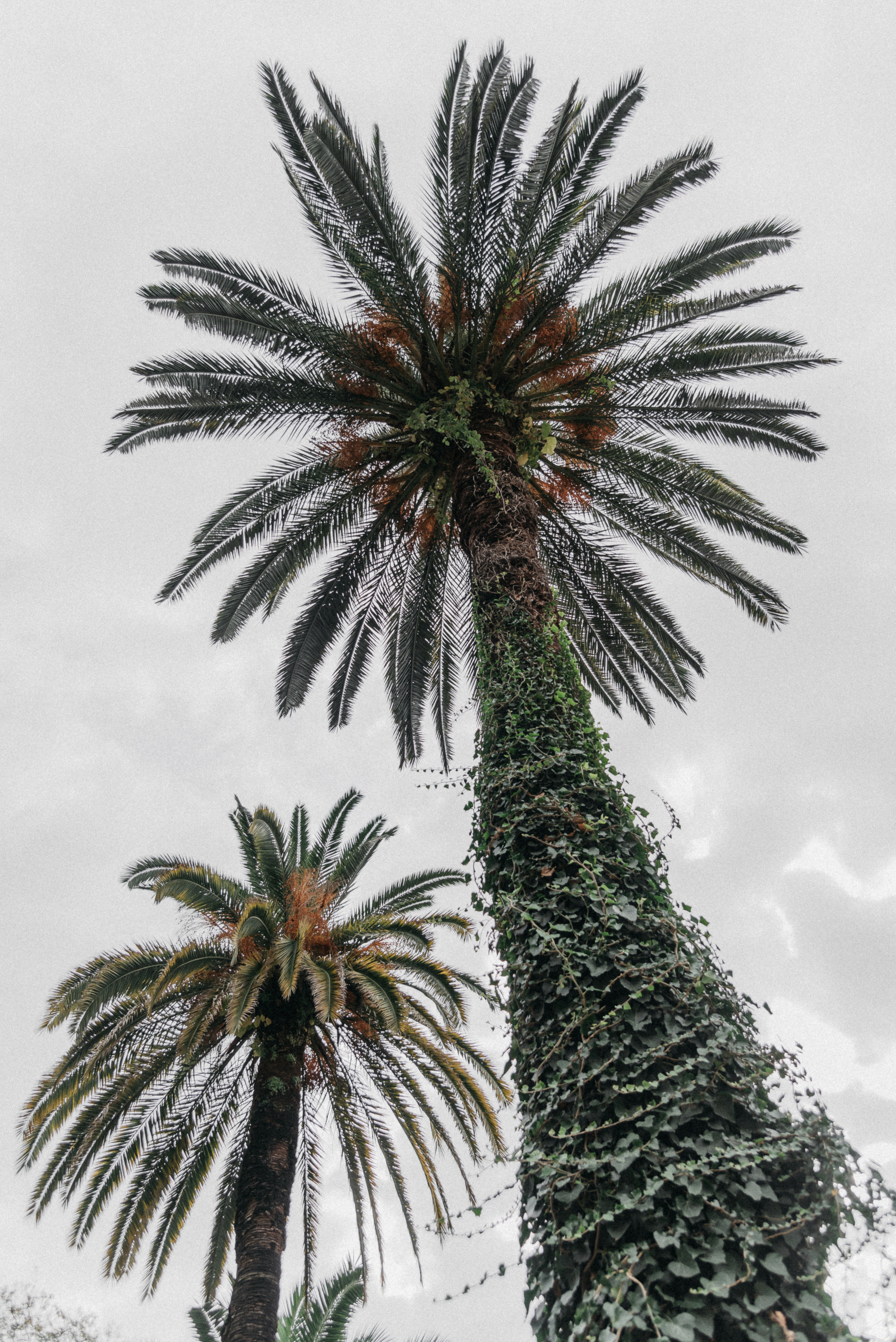 Гагра для двоих. Свадебный фотограф Анна Хочева