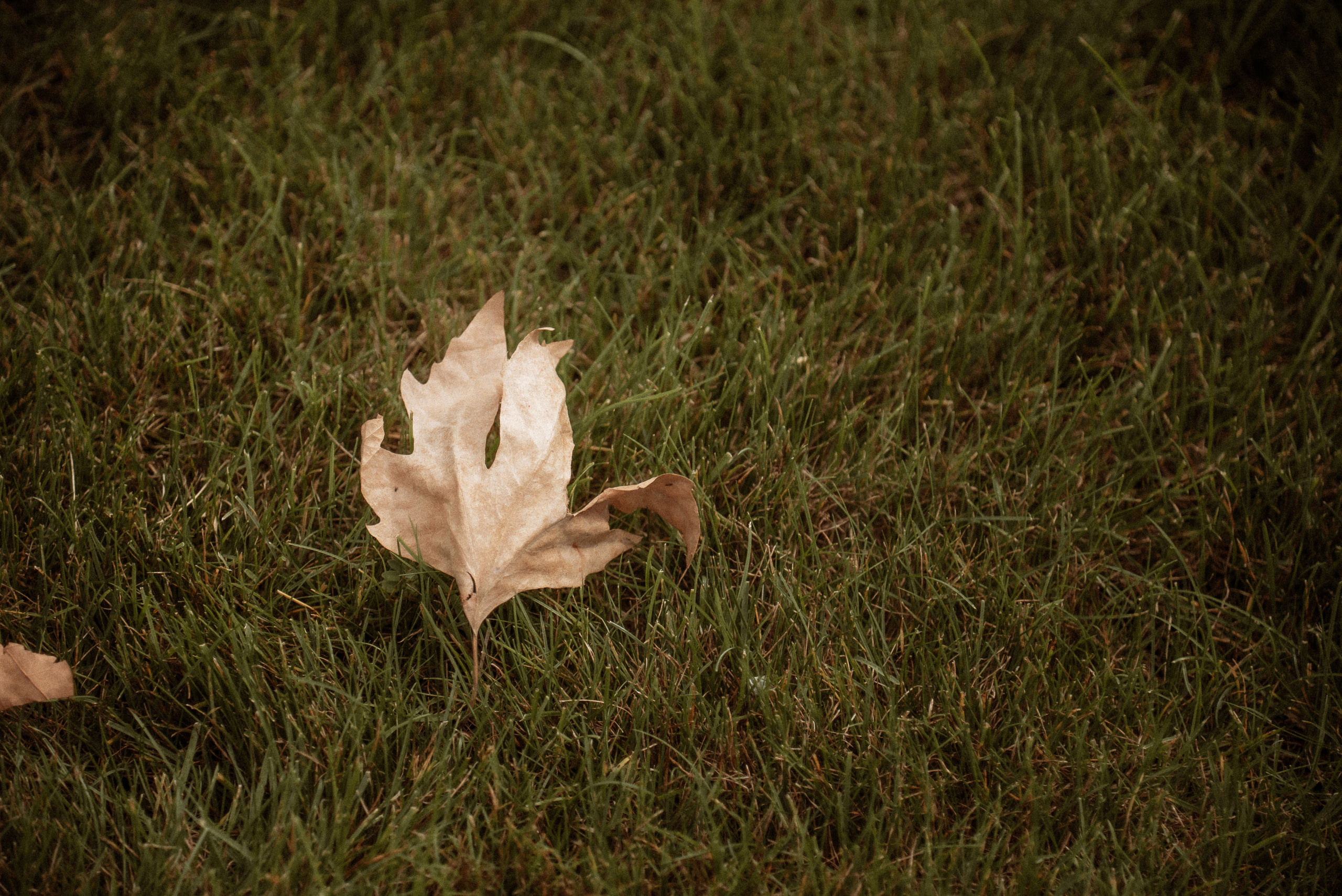 Максим и Татьяна. Золотая Балка. Свадебный фотограф Анна Хочева