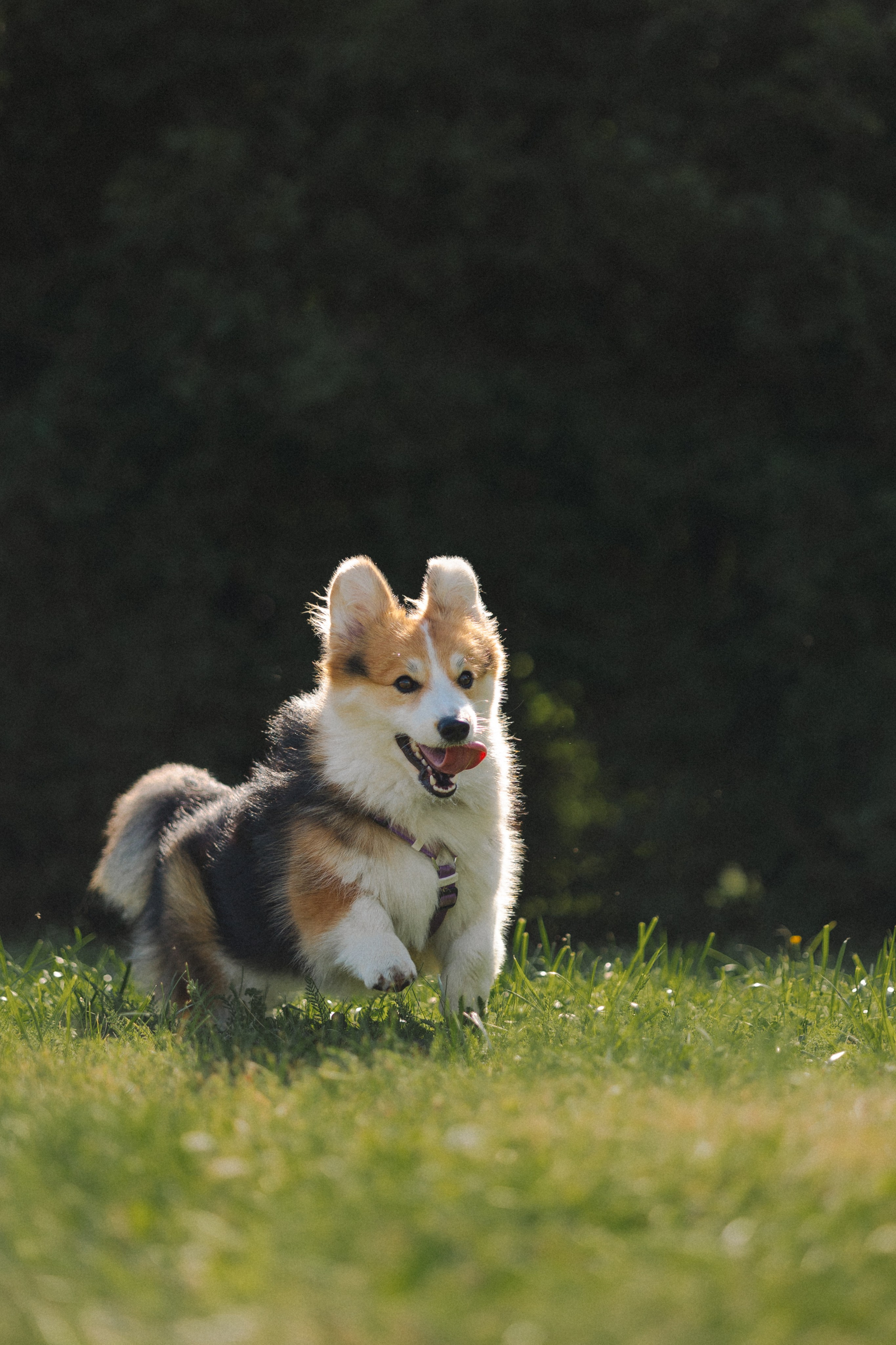 Мишель и Влада. Фотораф — анималист Мария Шистка
