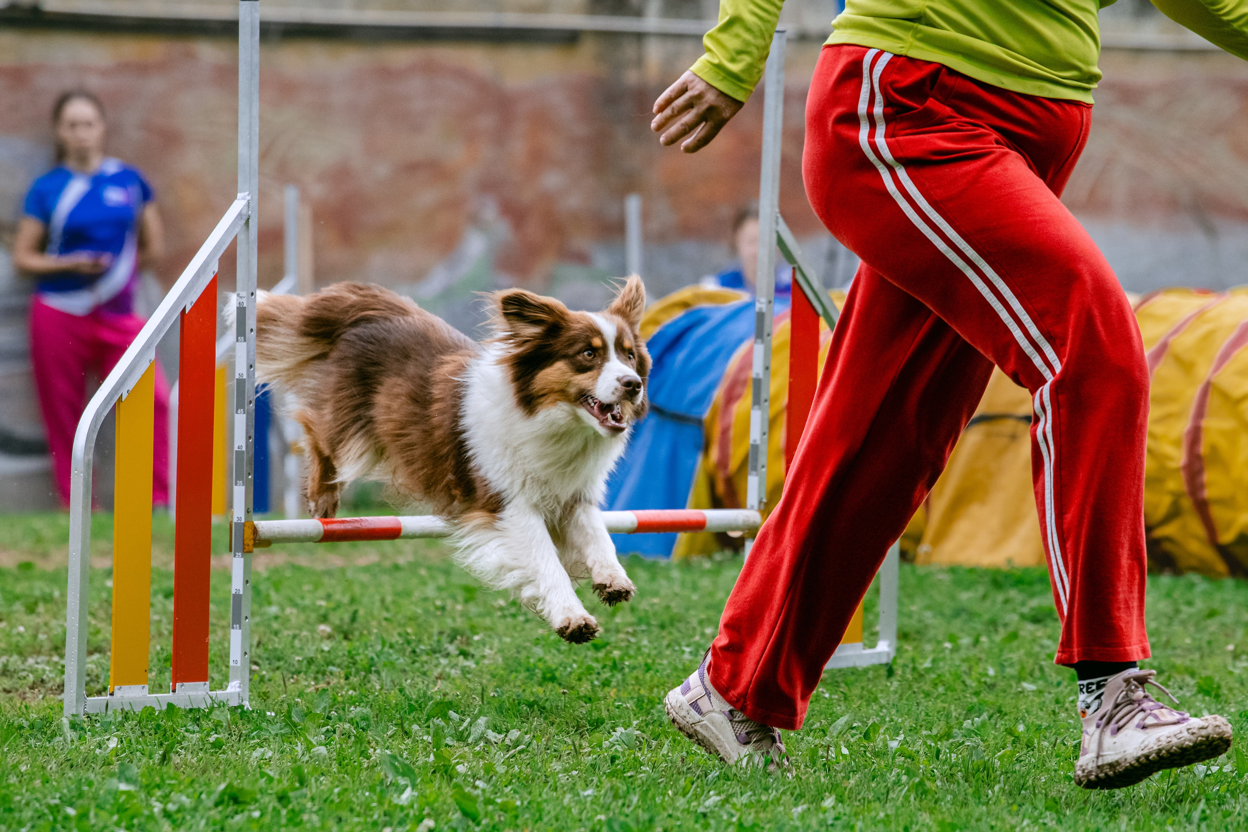 Соревнования по аджилити Долгопрудный 30.06.2025. Фотограф-анималист Татьяна Степанова
