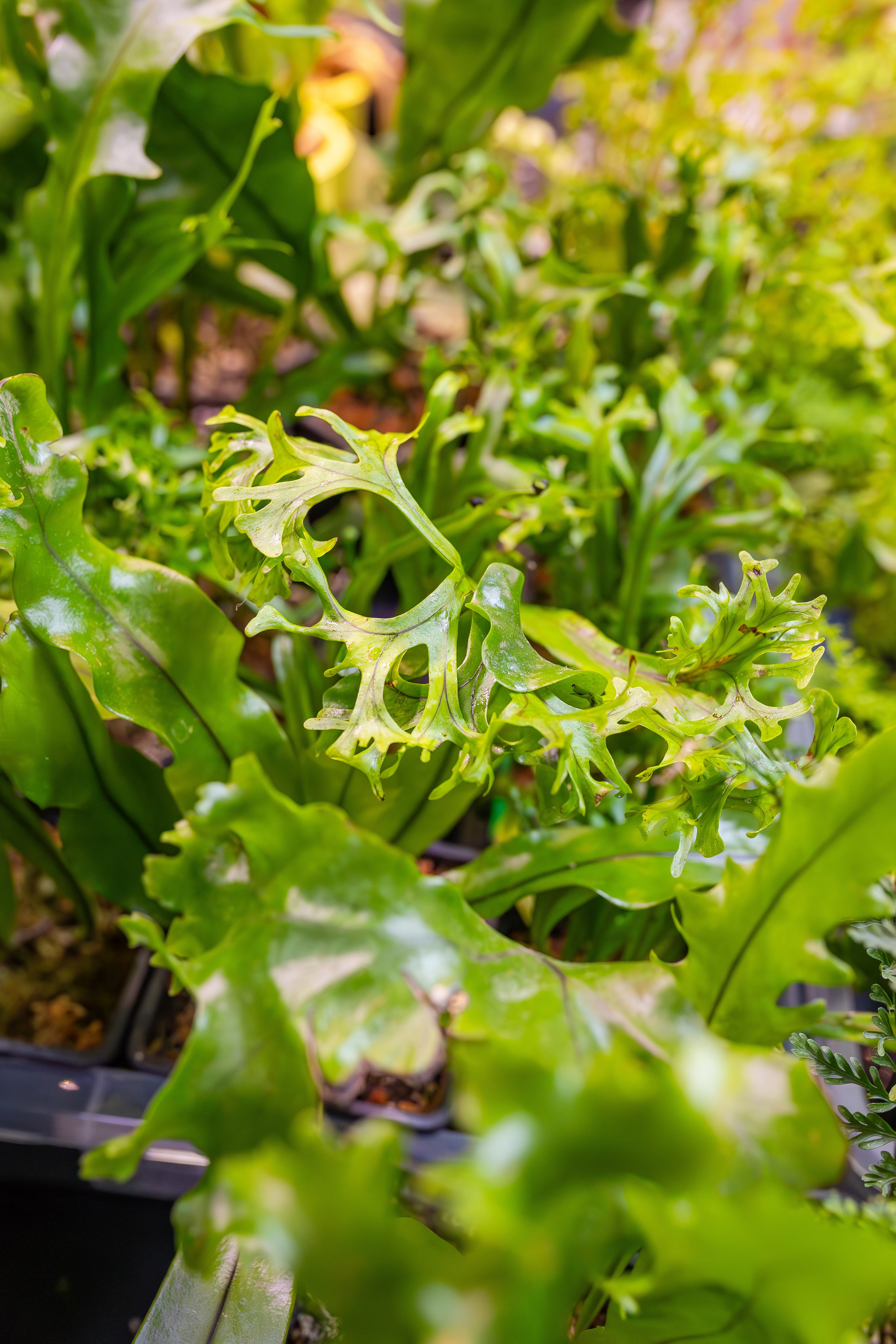 Орхидиум сентябрь 2025. Александра Куликова фотограф, Москва