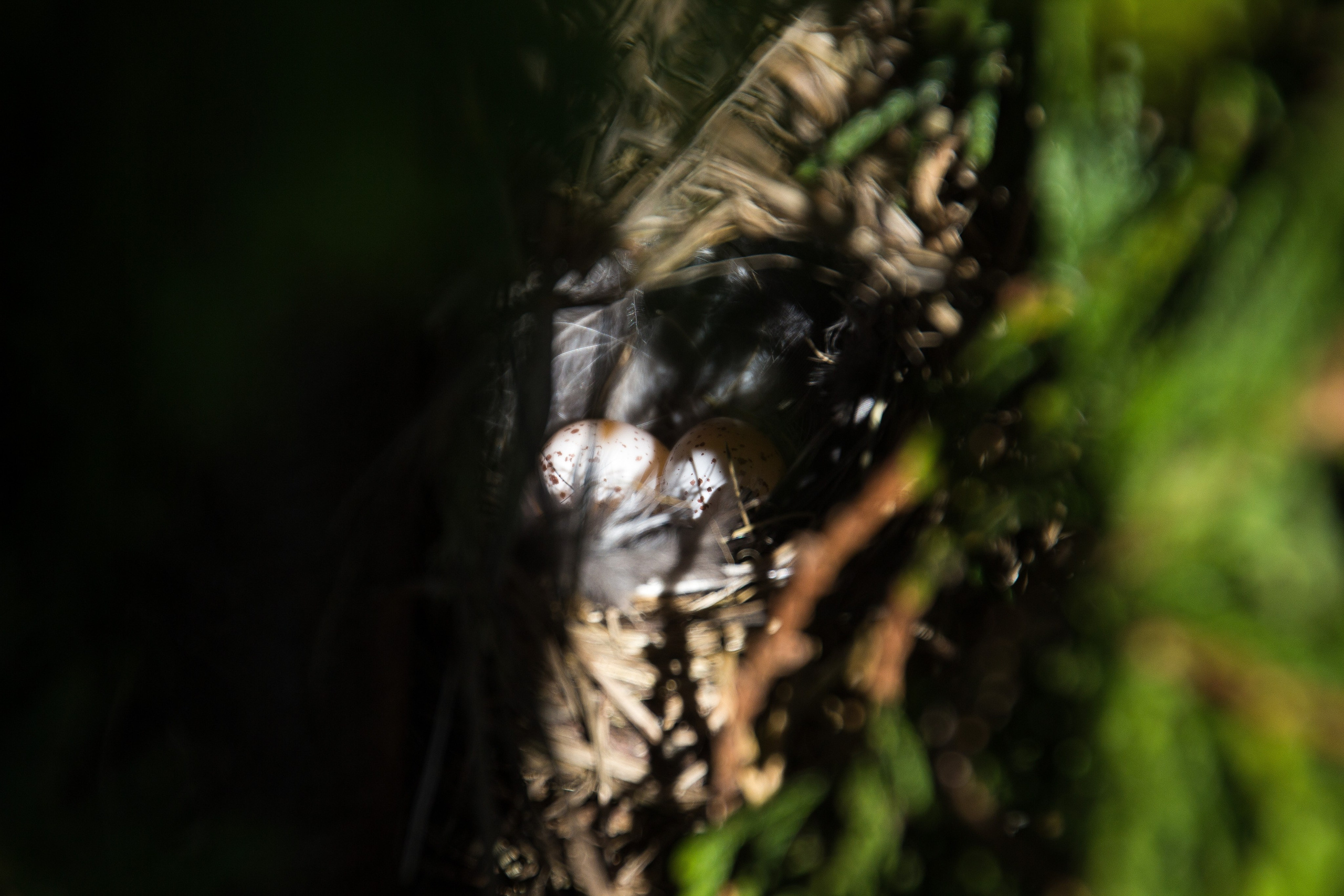 Природа. Polyframe