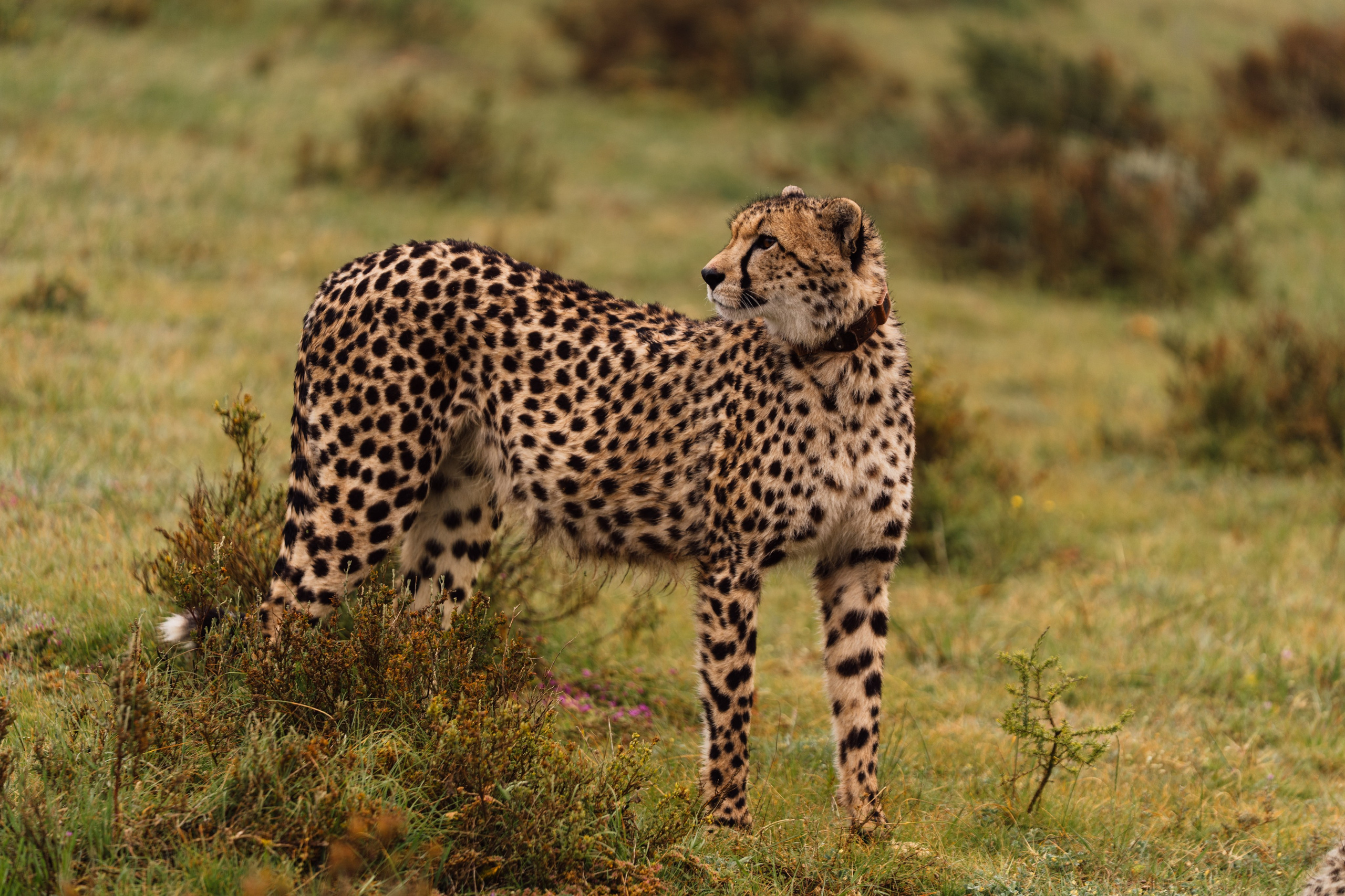 Africa/UAR. @oljiofilm: Олег Иванов — фотограф