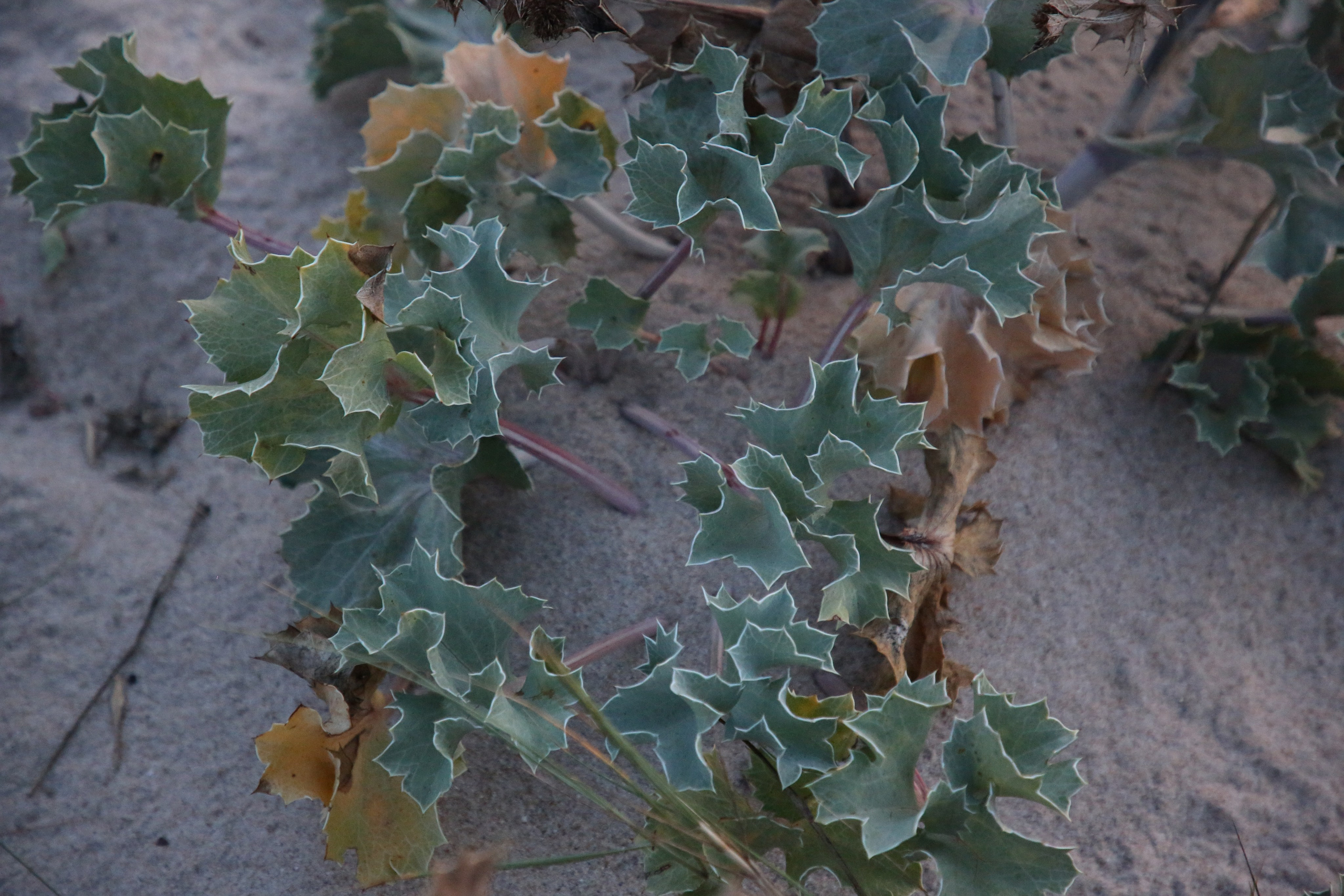 Esmoriz, Portugal. Andrey Filippov Photographer
