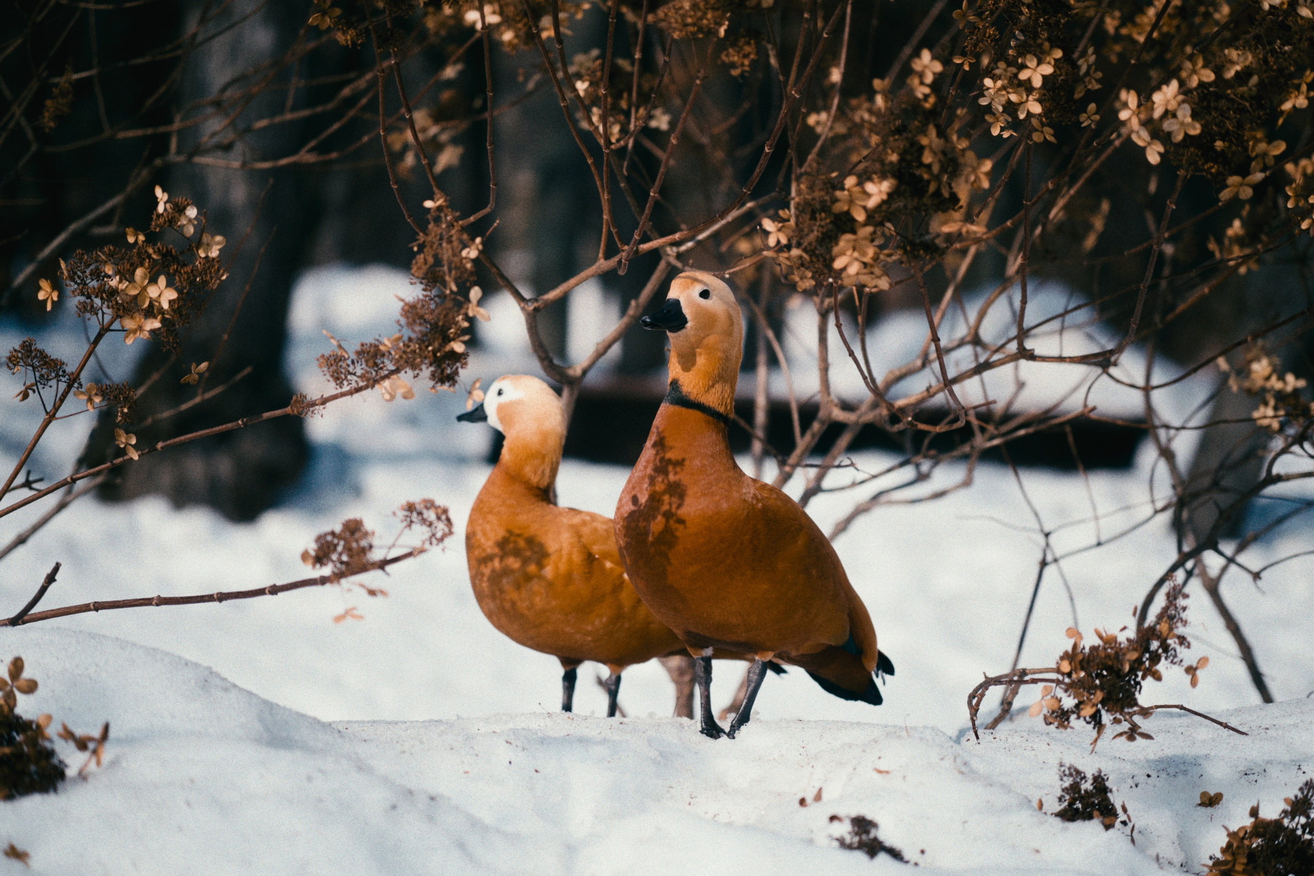 Аптекарский огород. Фотограф-любитель из Кирова Андрей Погребняк