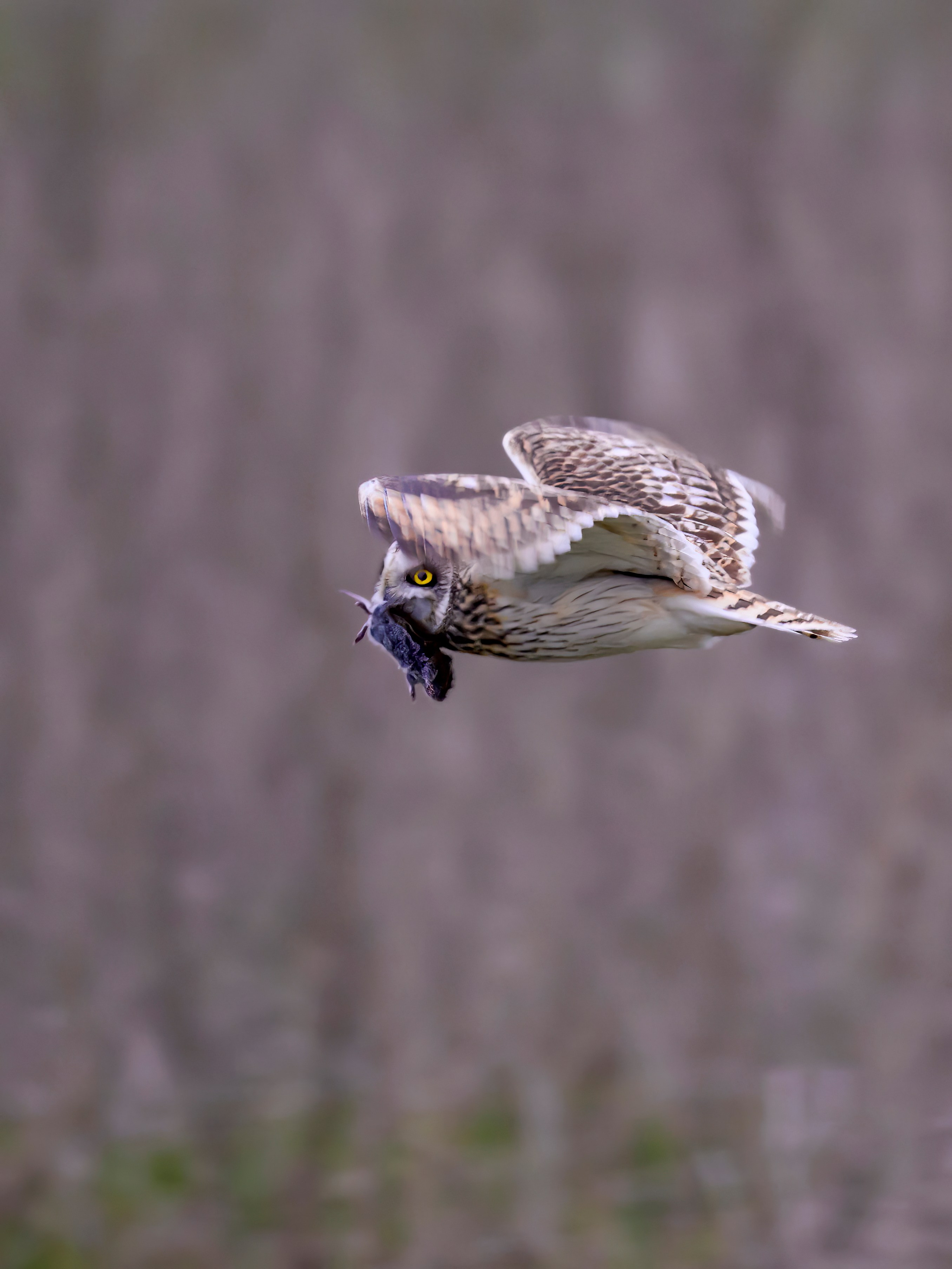 Завтрак совы. Wildlife photography by Sergey Puponin
