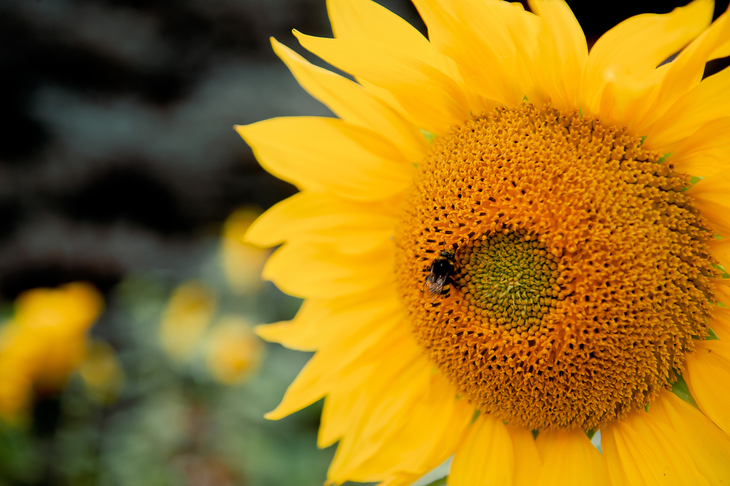 Саша и Таня, Щелково — Москва. Свадебный и семейный фотограф Виктория Носачёва. Щелково, Москва и МО