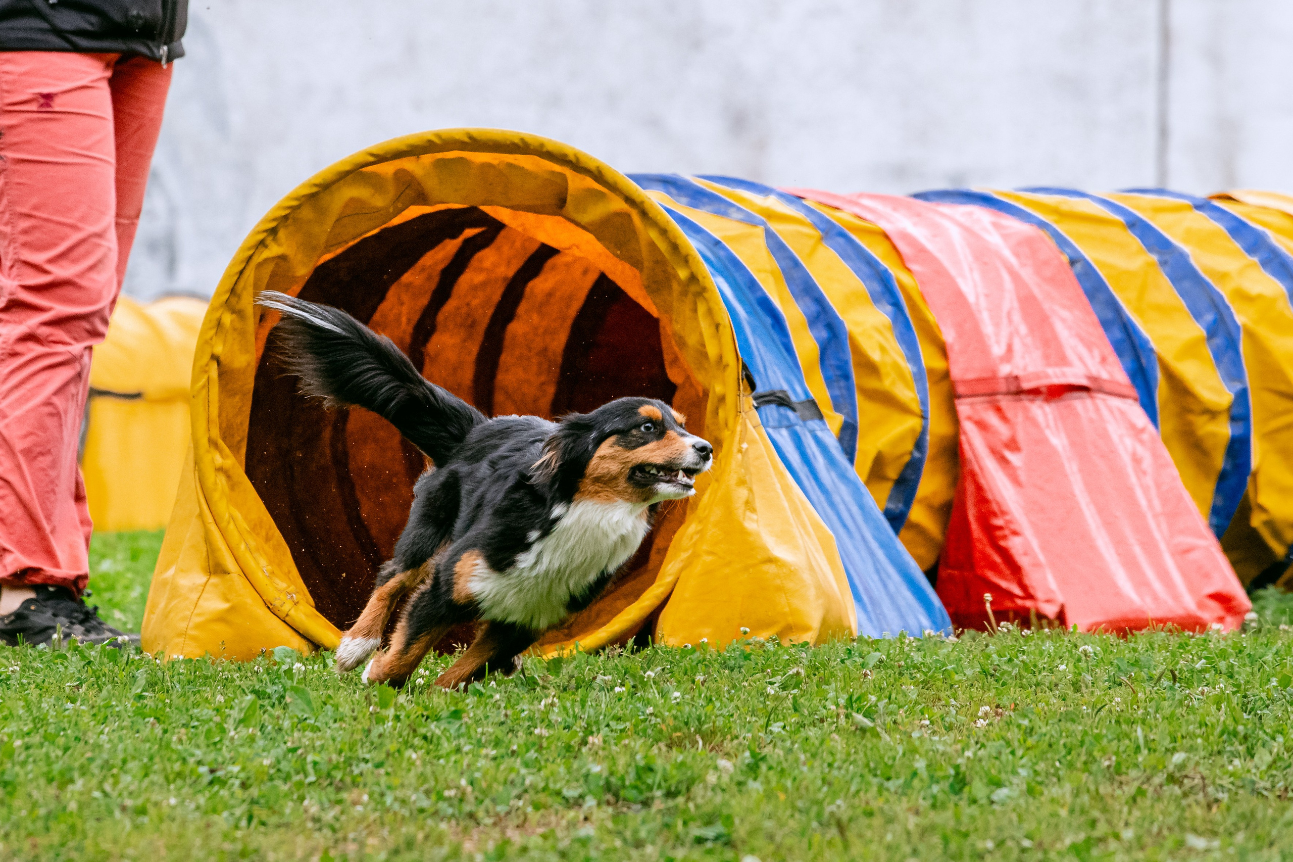 Соревнования по аджилити Долгопрудный 30.06.2025. Фотограф-анималист Татьяна Степанова