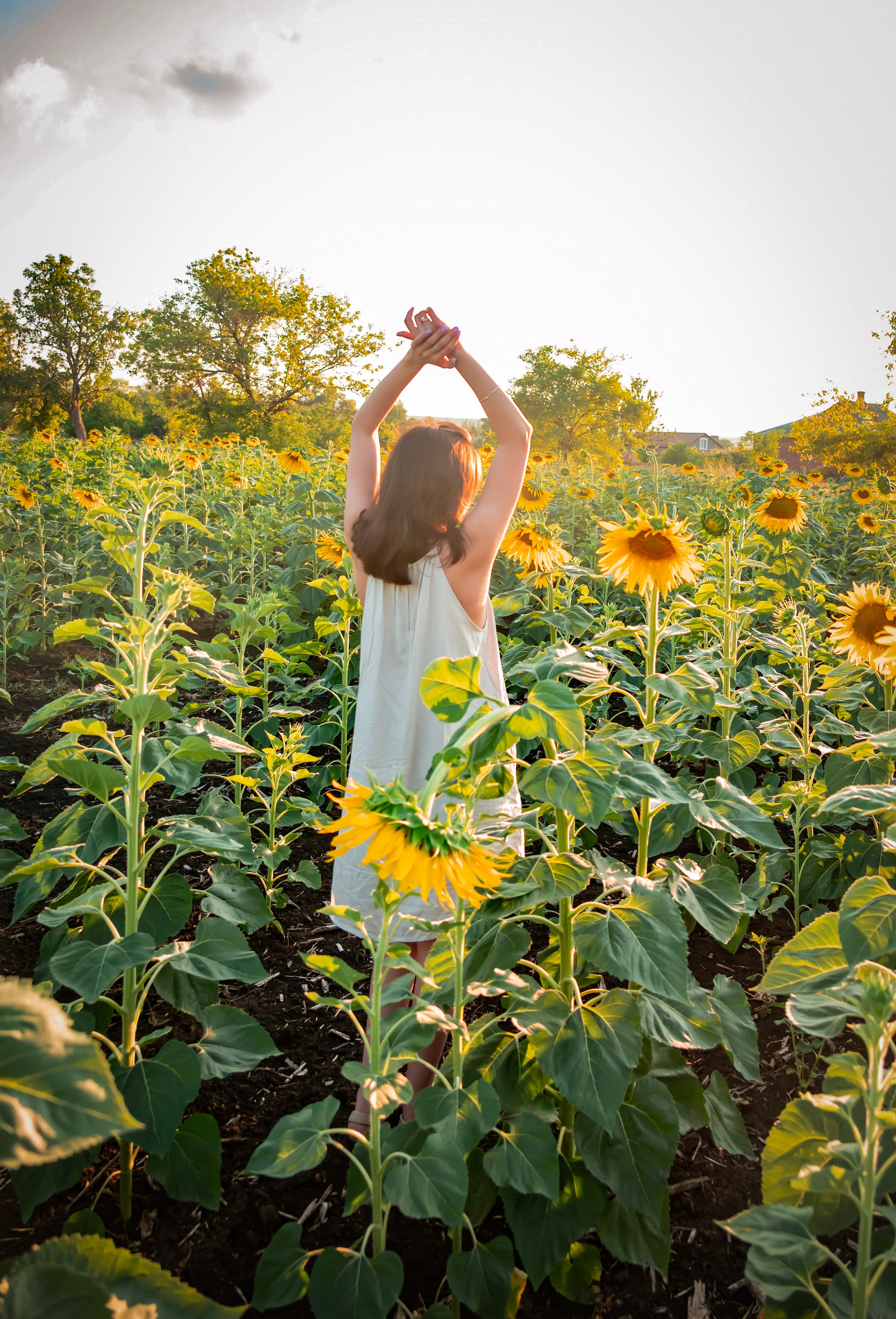 Летняя прогулка. Главная