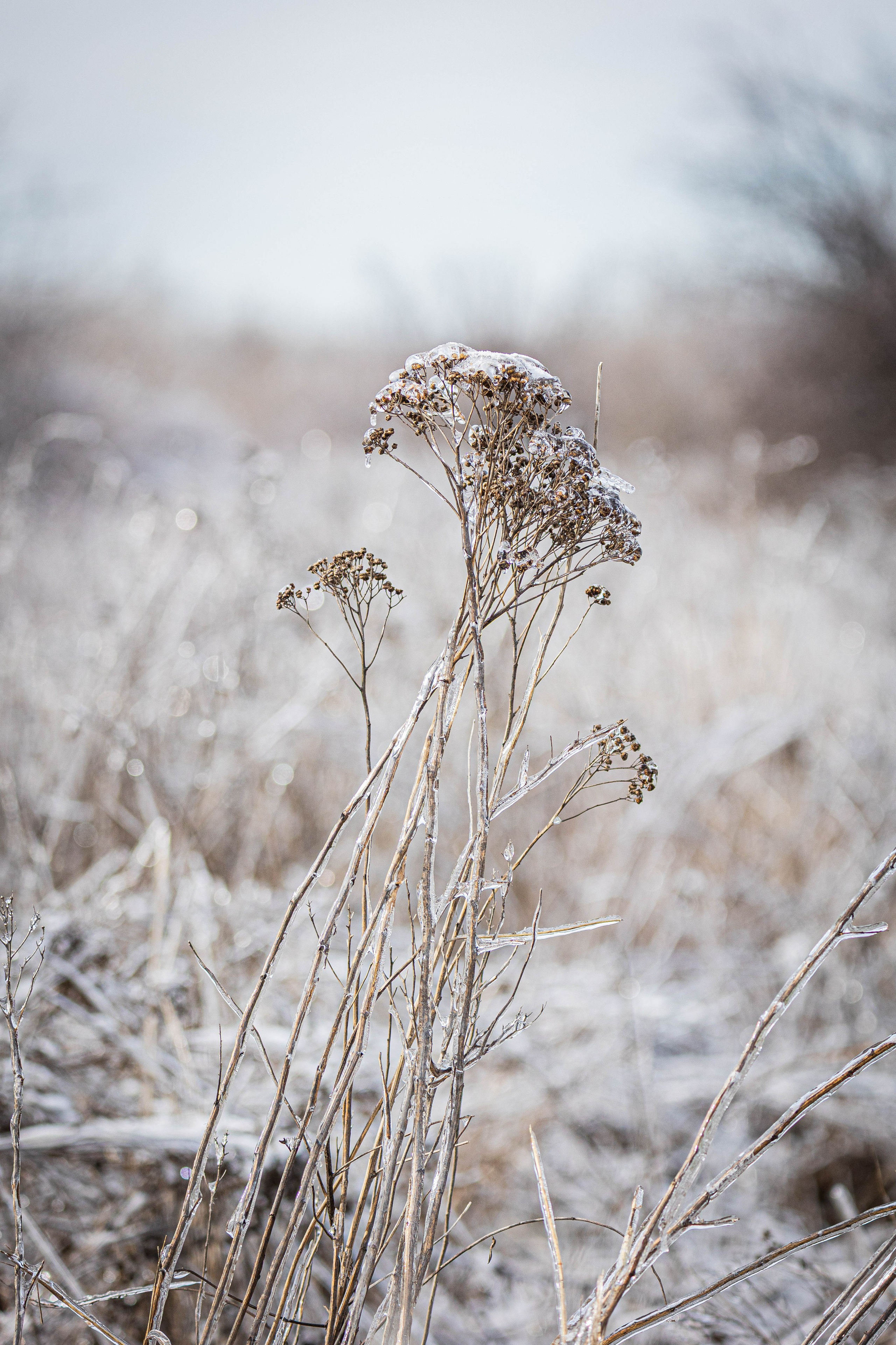 Дикий животный мир. Фотограф-АниМалист Анна Абрамова