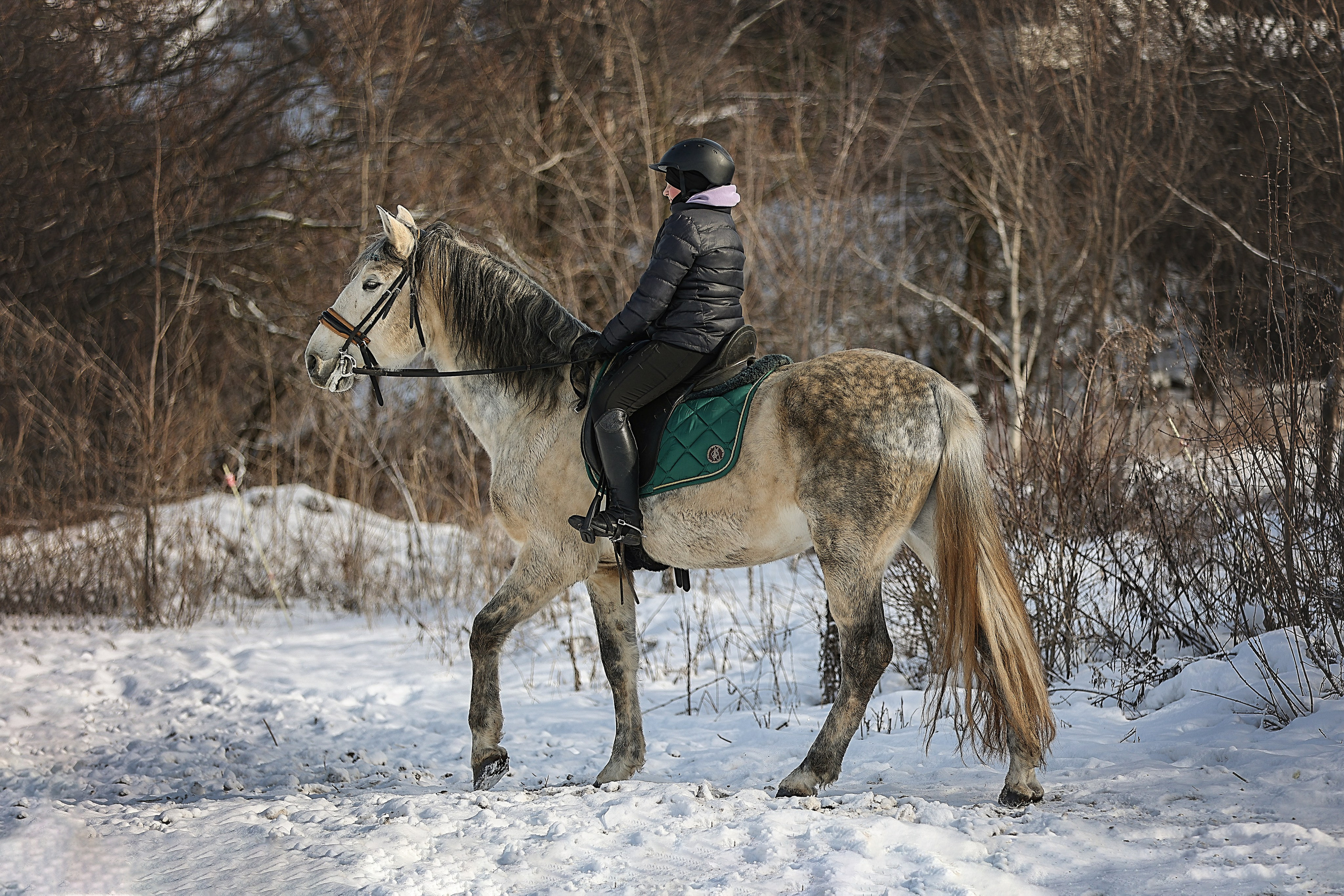 ЛОШАДИ. Фотограф-АниМалист Анна Абрамова