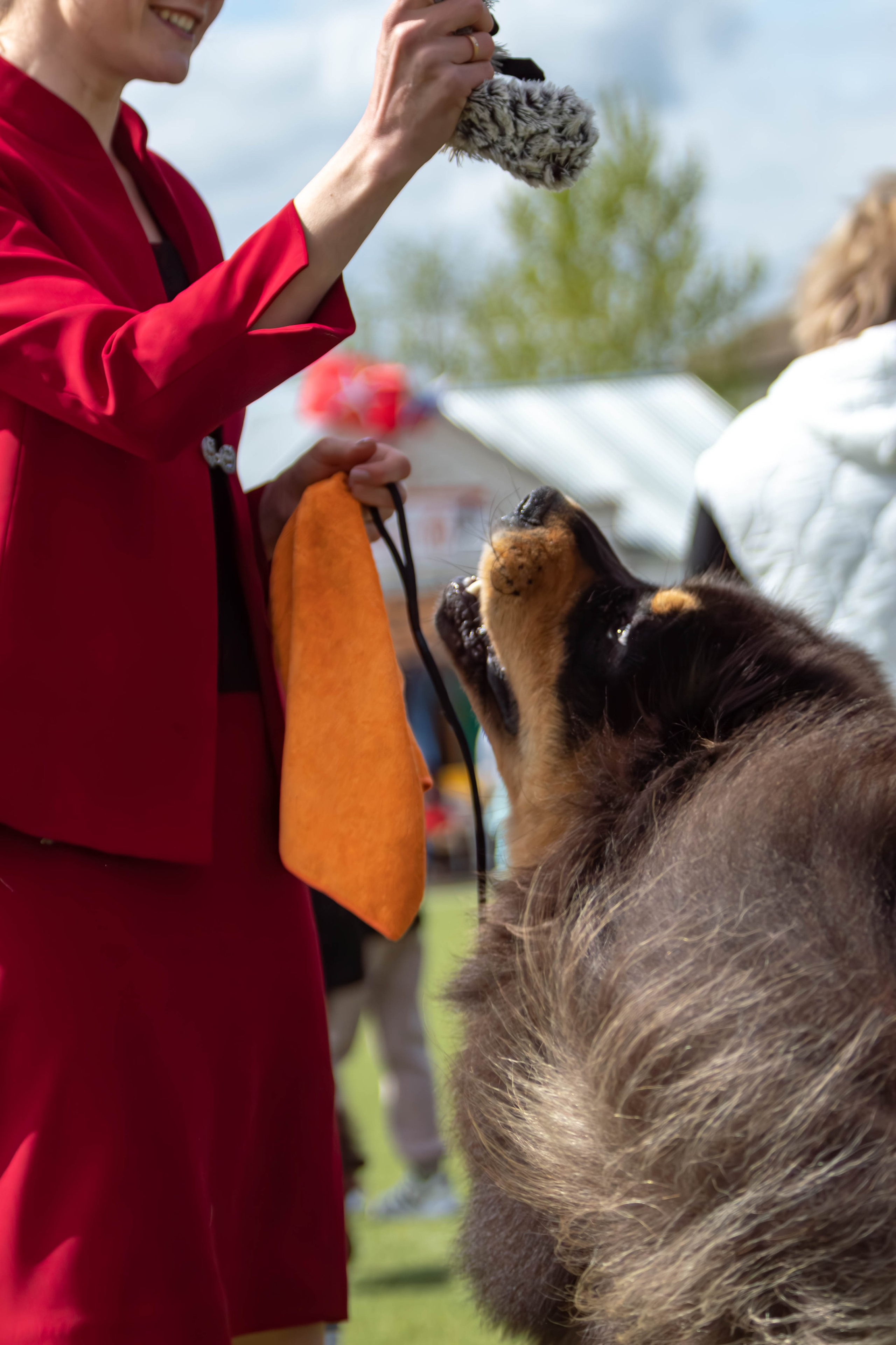 Фотограф анималист для выставки собак в Туле. Фотограф анималист — Тула, Москва