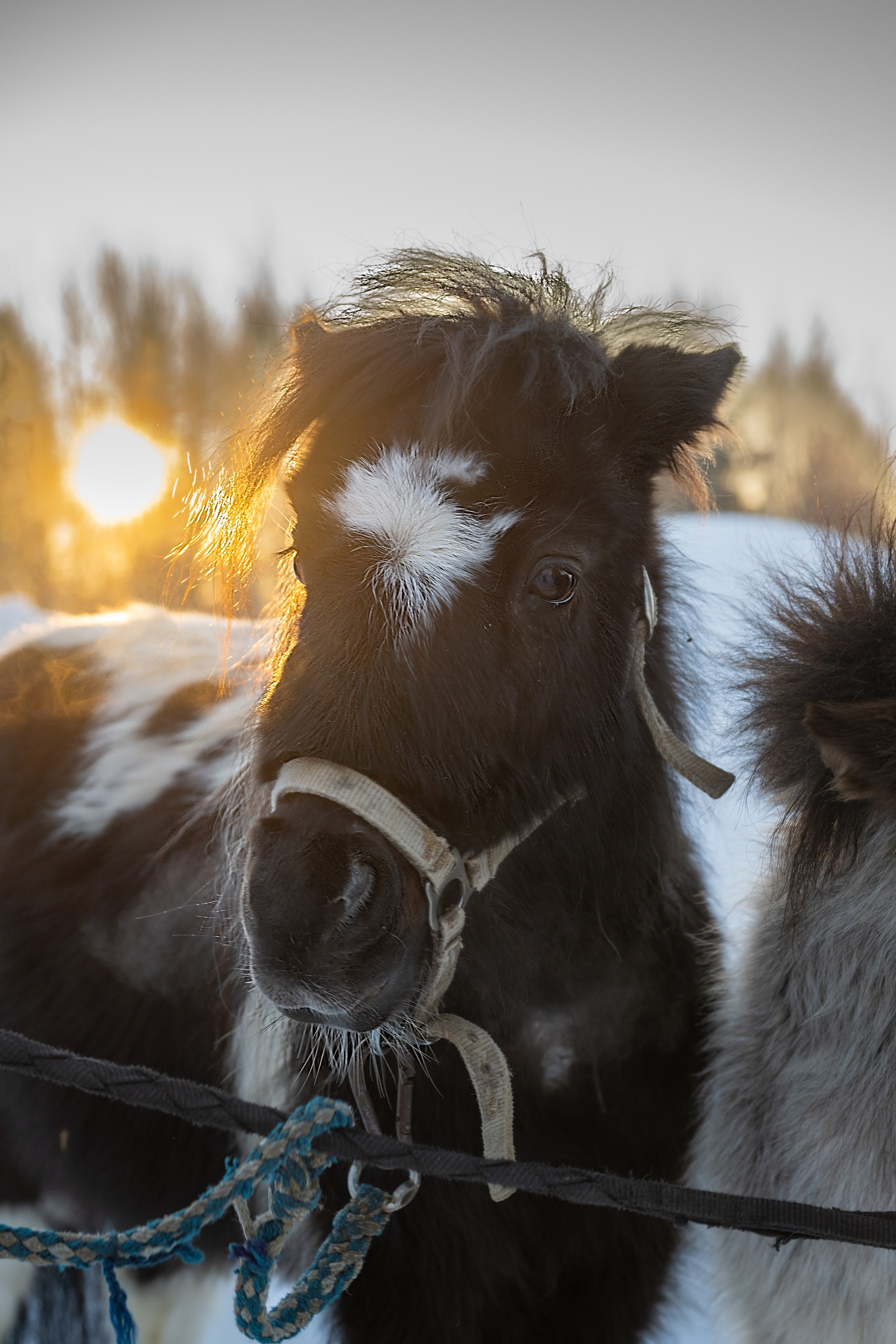 Конные прогулки. Фотограф в Санкт-Петербурге Александра Ладыгина