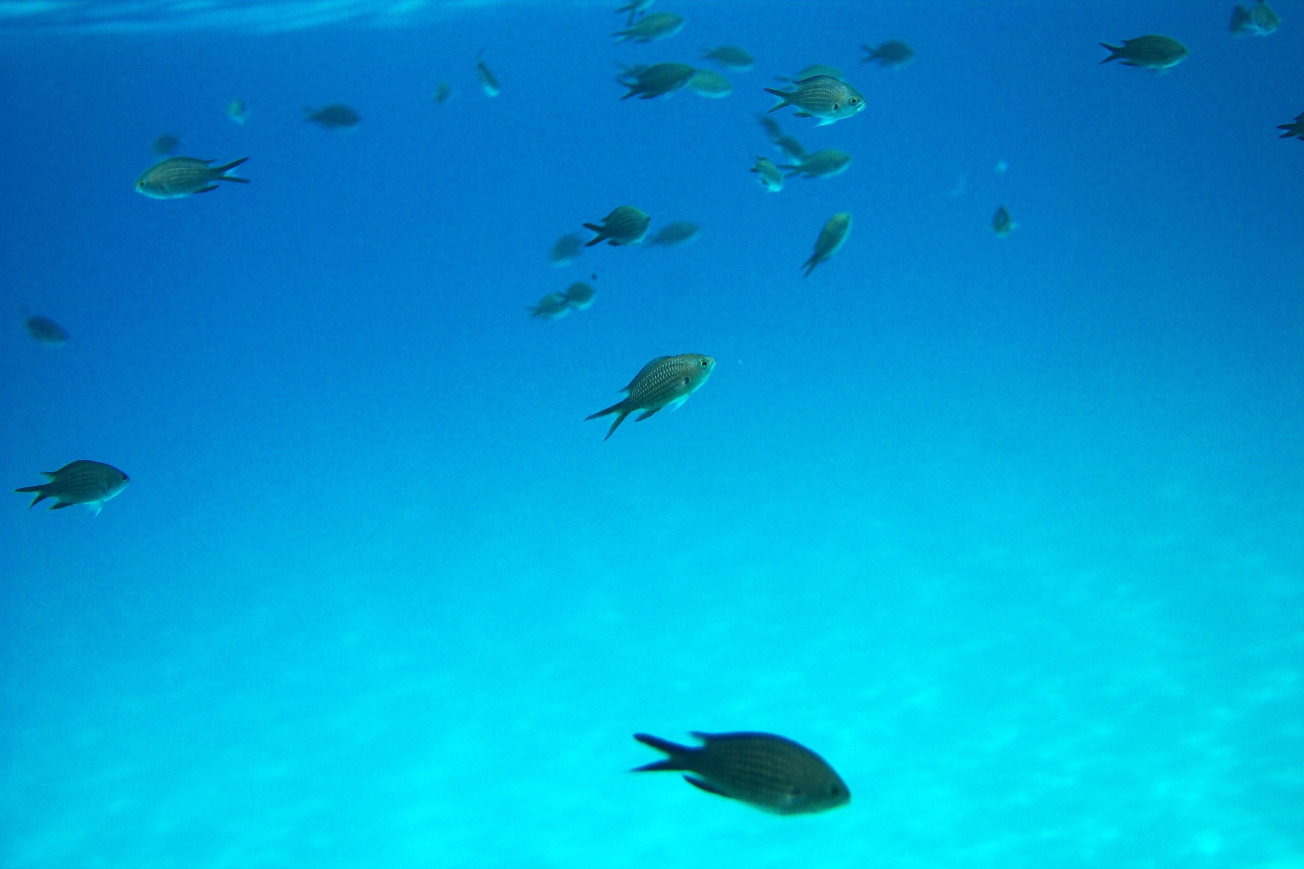 Под водой. Миша Печёнкин | фотография