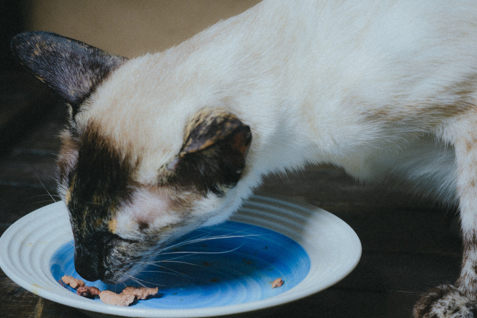 Crème de la crème. RawCat. Портретная фотография Екатеринбург