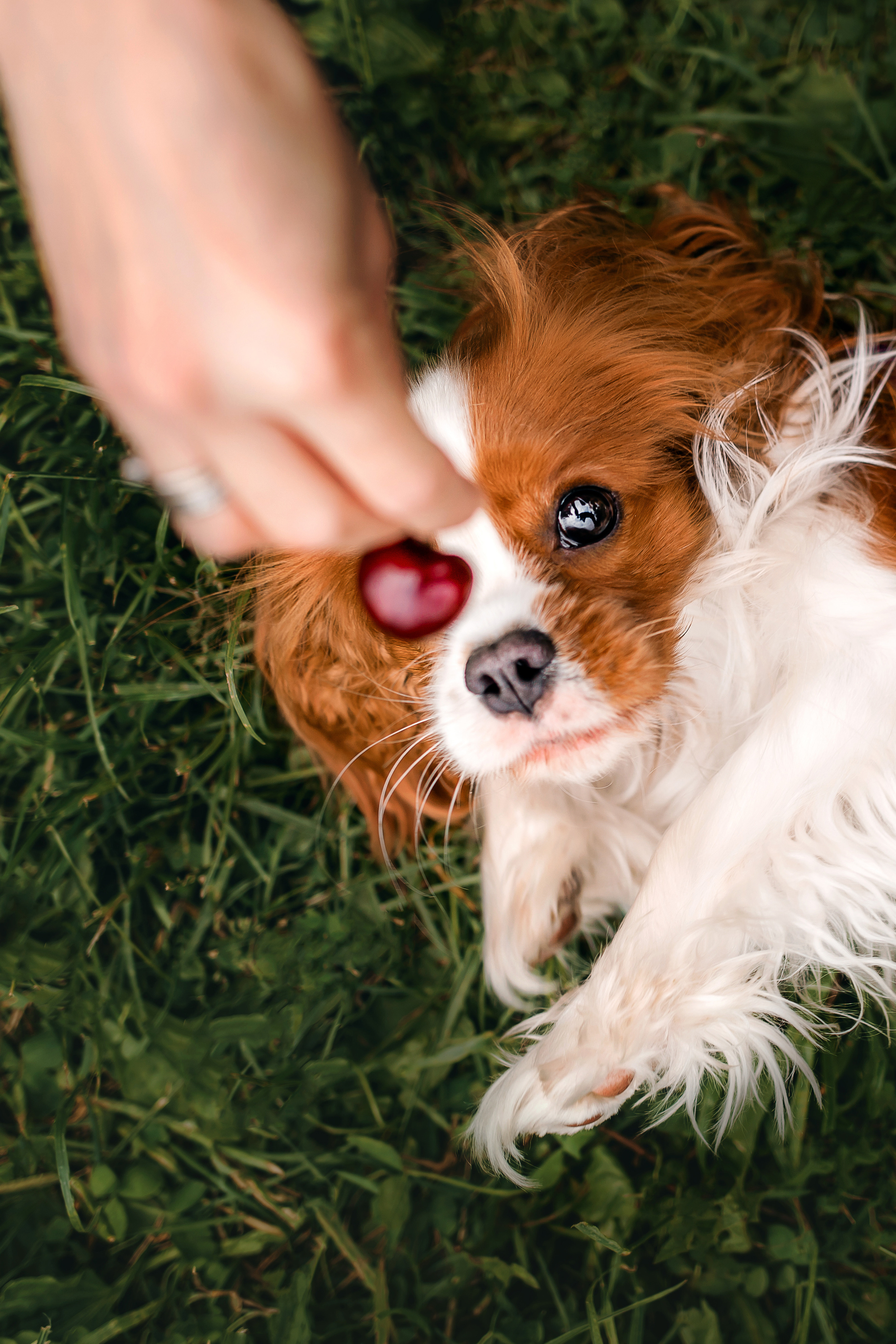 фотосессия с собакой
