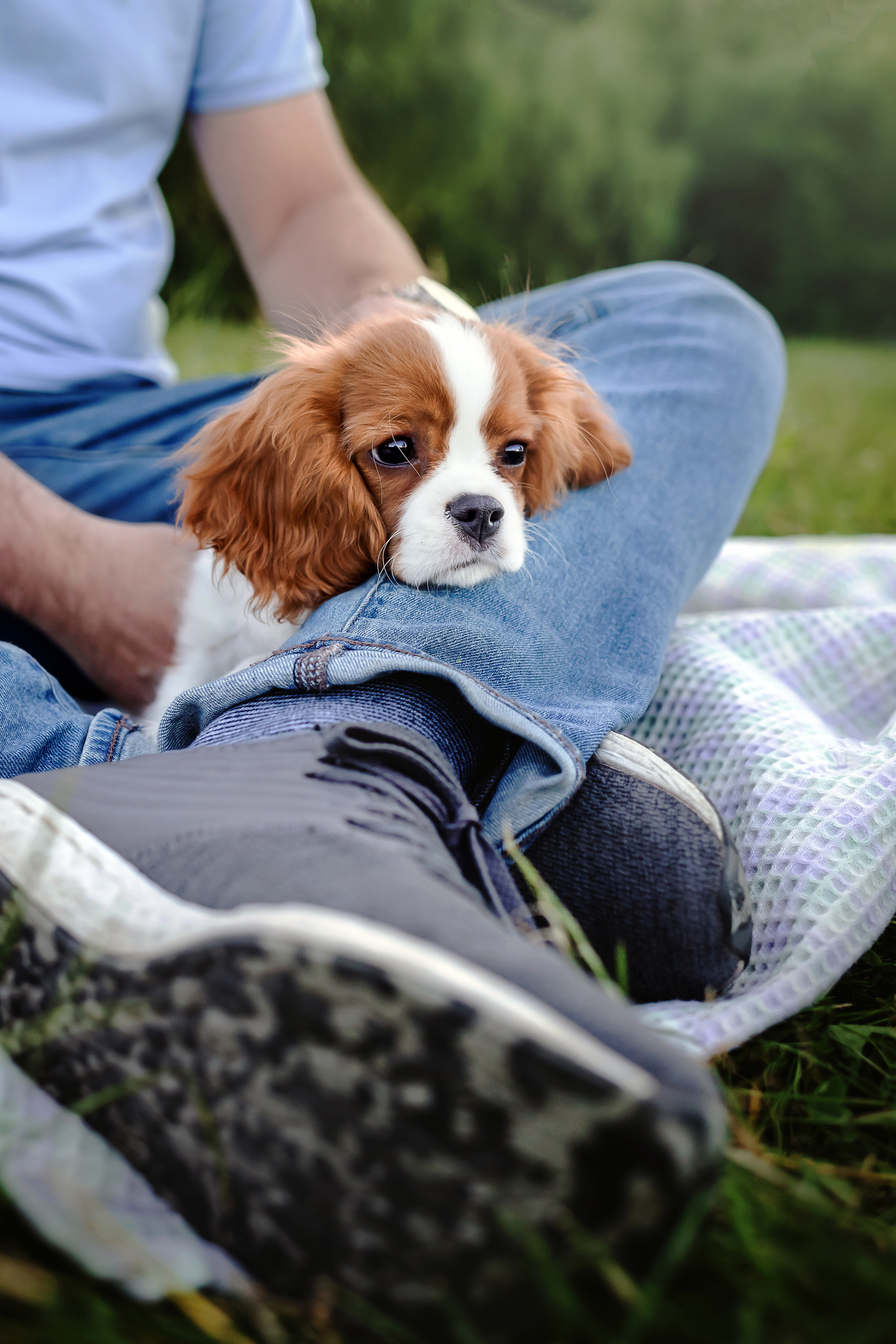 фотосессия спаниеля