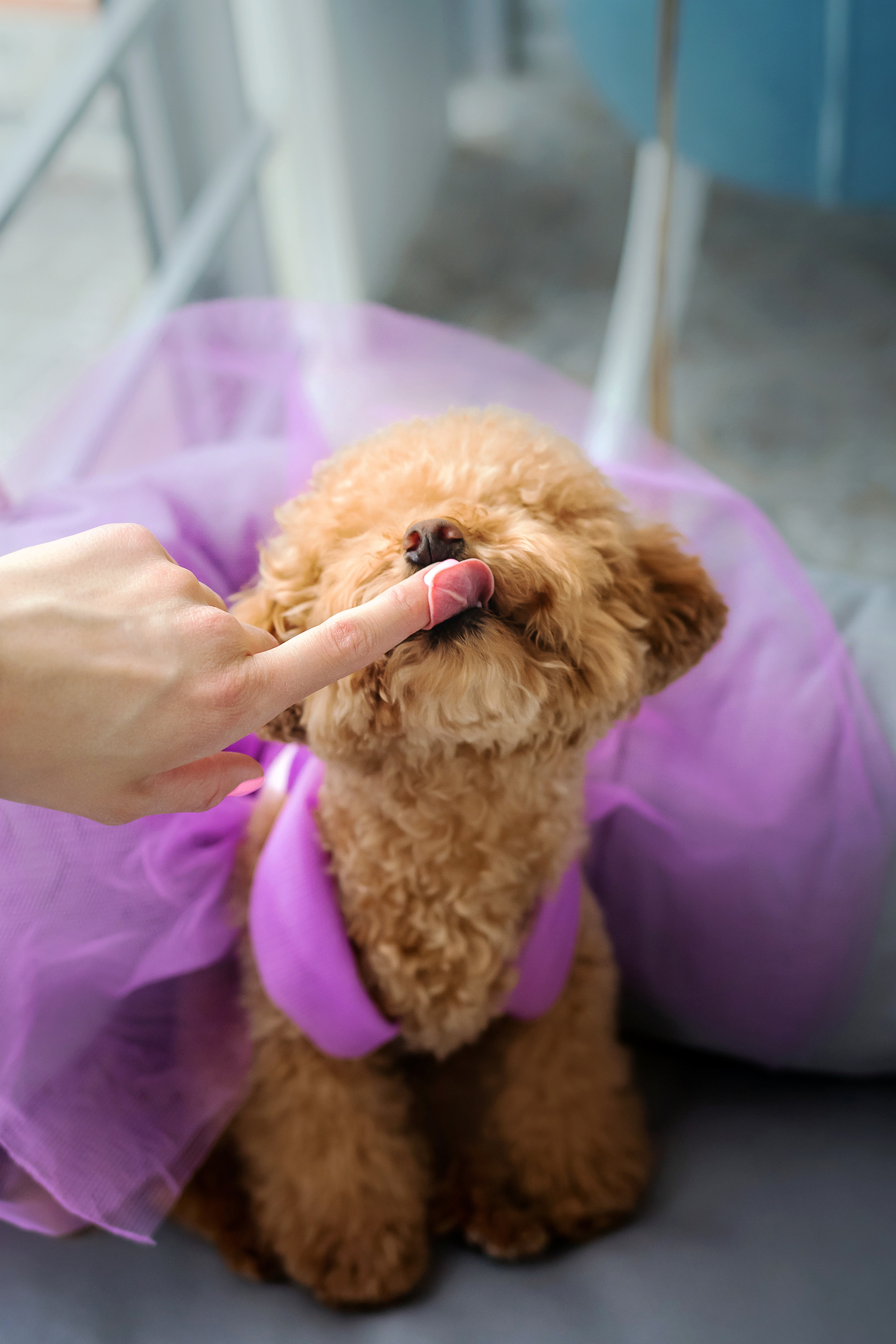 Фотосессия дня рождения собаки