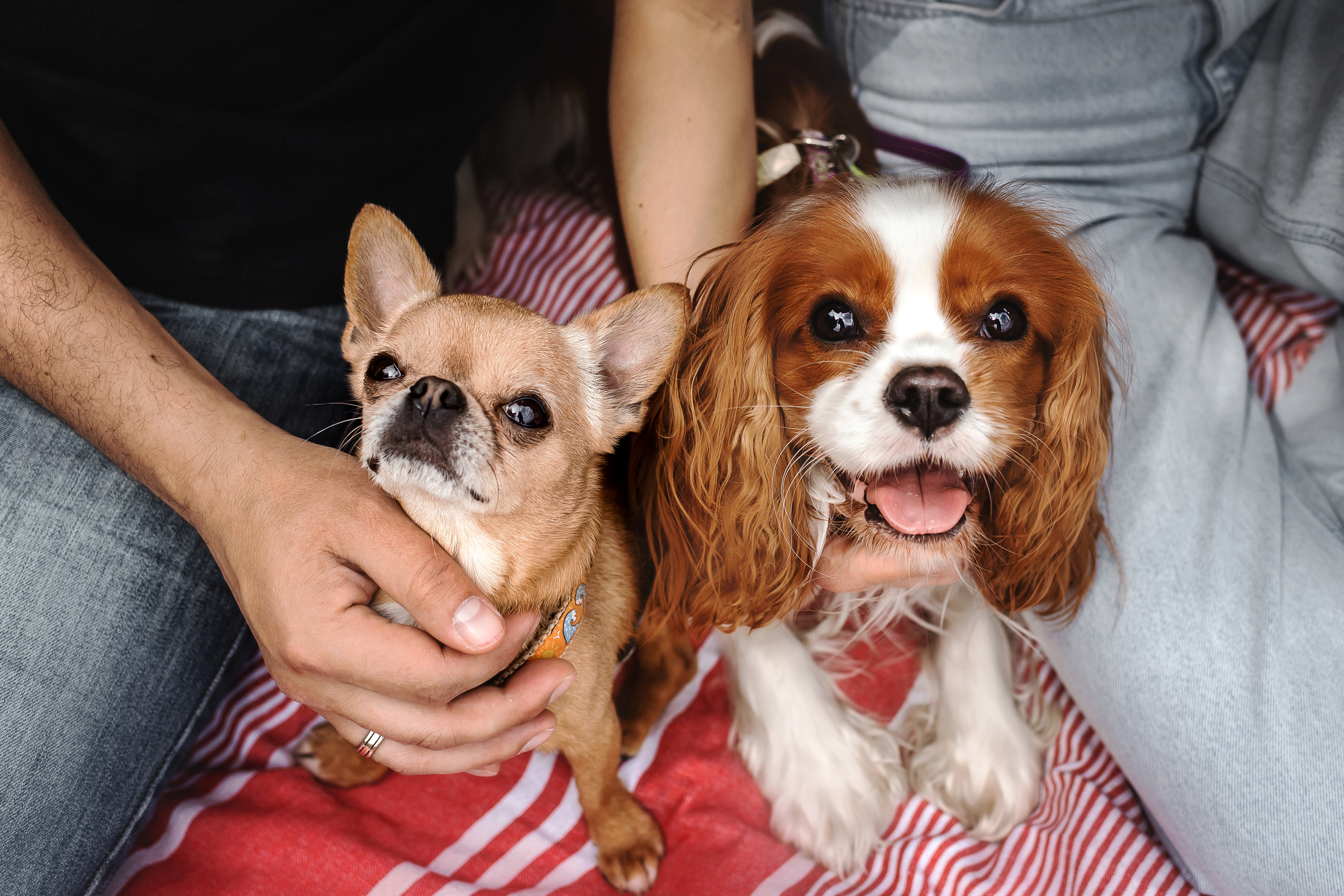 чихуахуа и спаниель