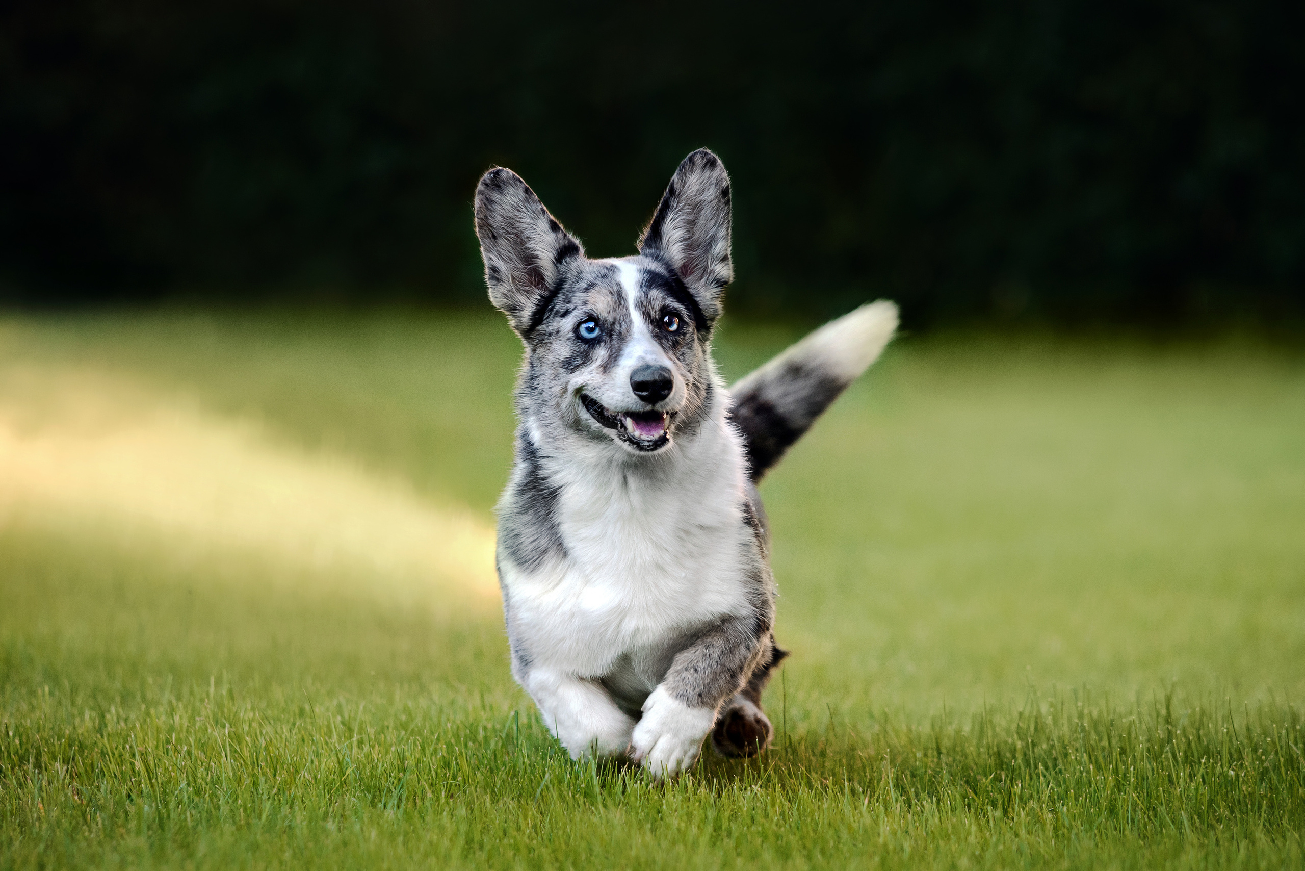фотограф собак москва
