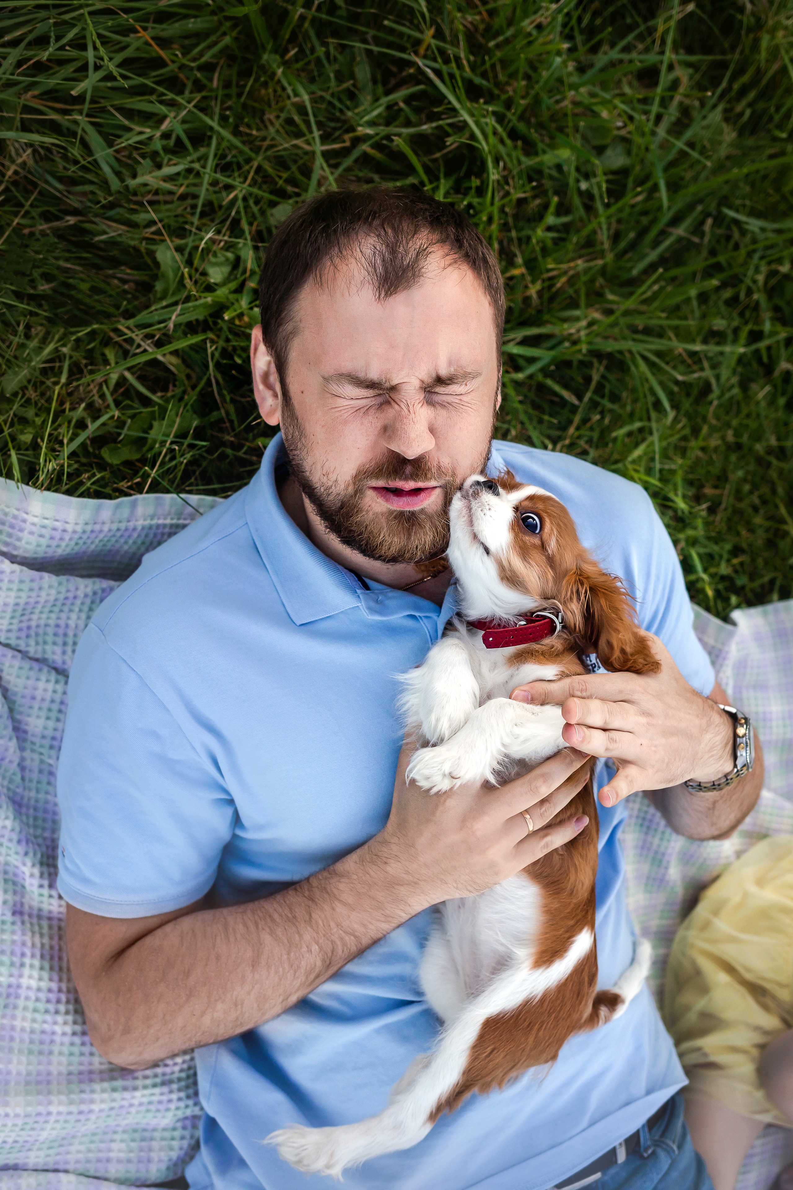 фотосессия спаниеля