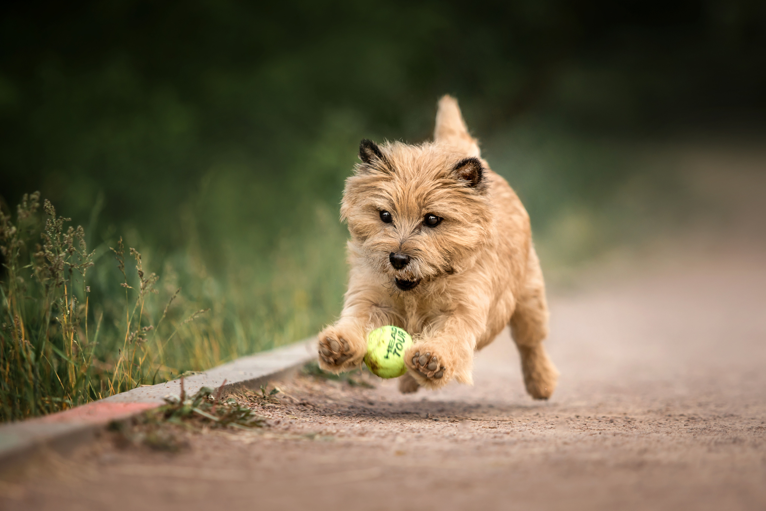 фотосессия керн-терьера