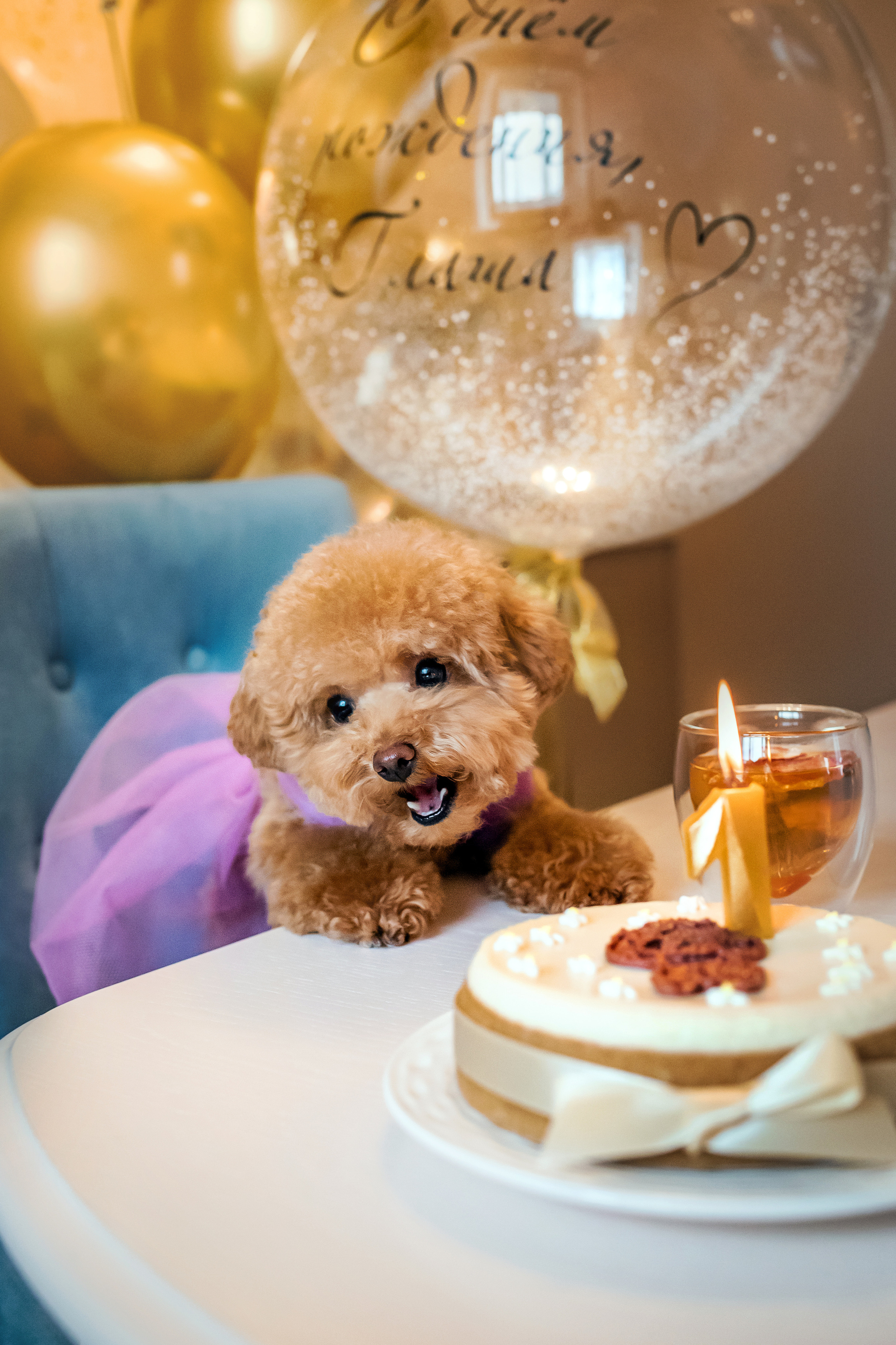 Фотосессия дня рождения собаки