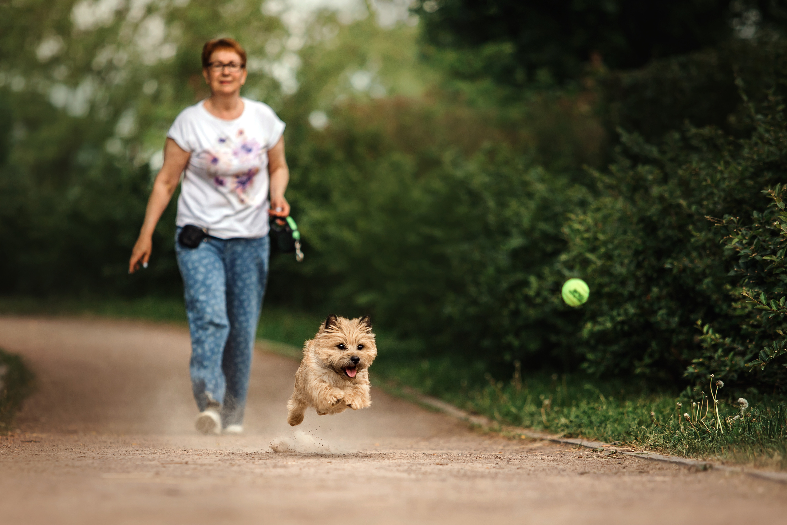 керн-терьер