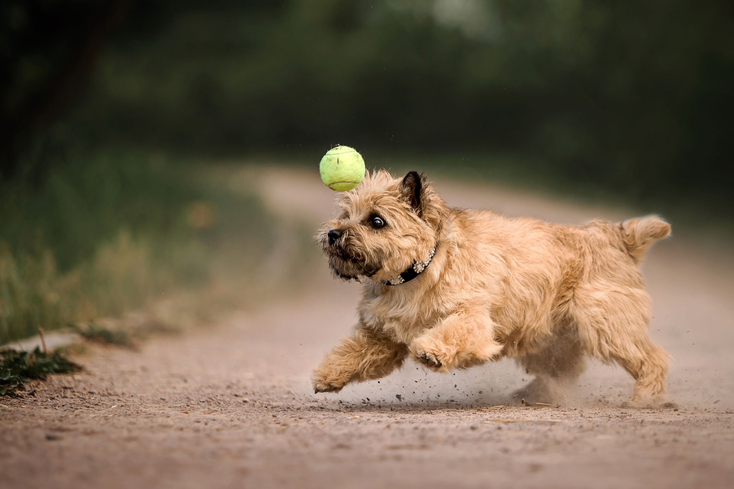 фотосессия керн-терьера