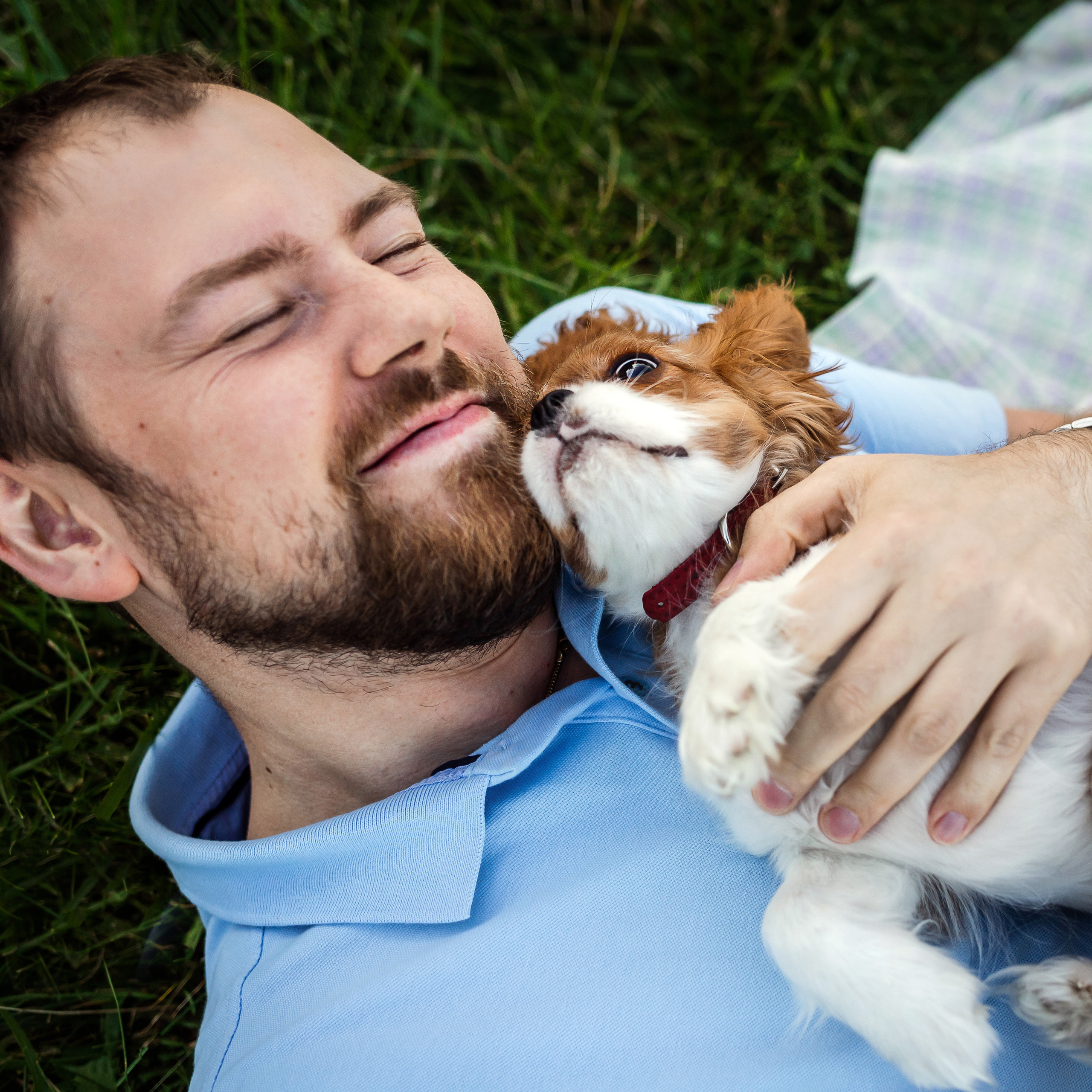 фотосессия спаниеля