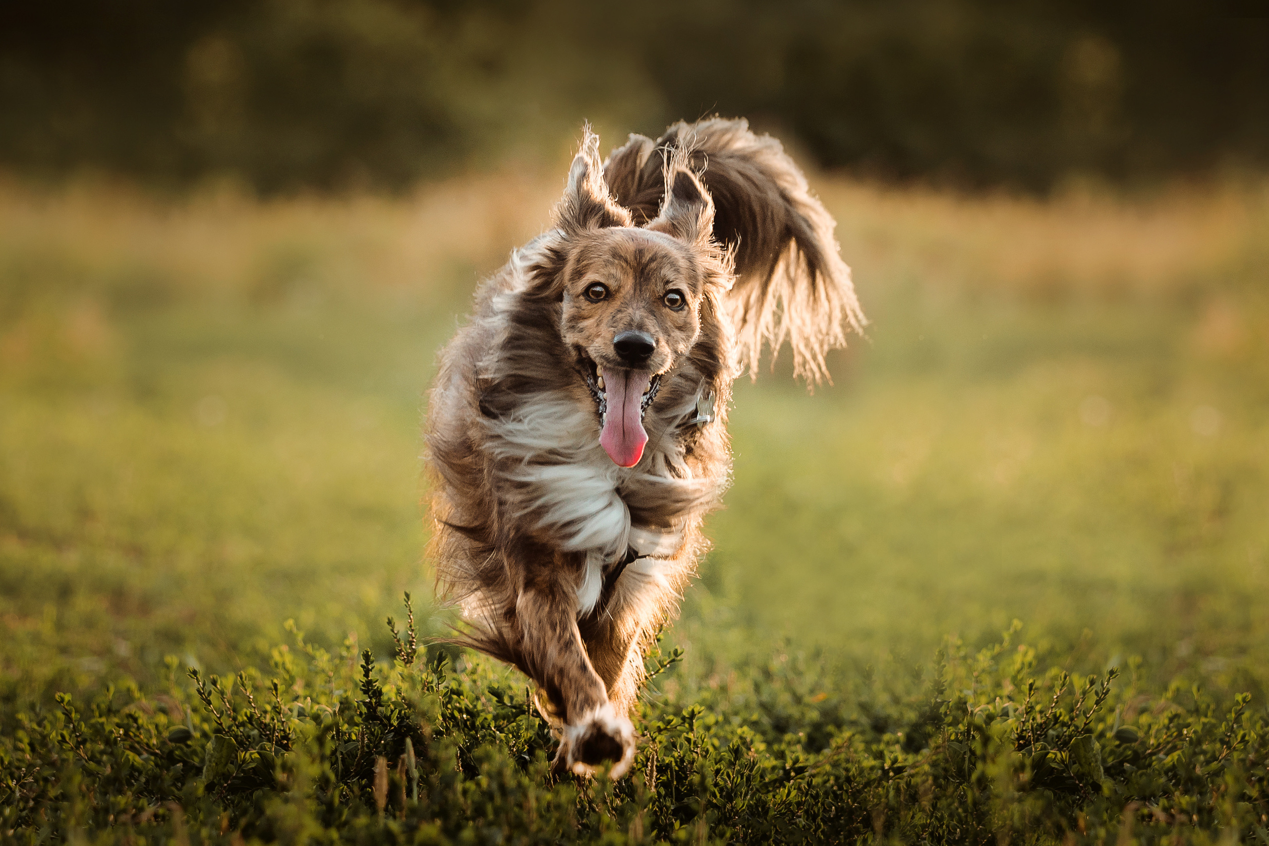 фотосессия с собакой в бутово 