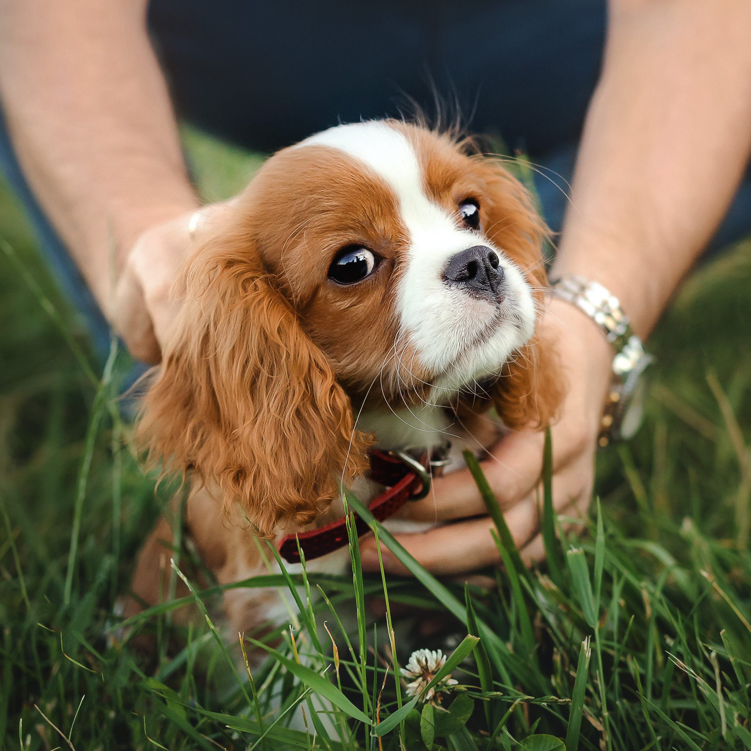 фотосессия с собакой
