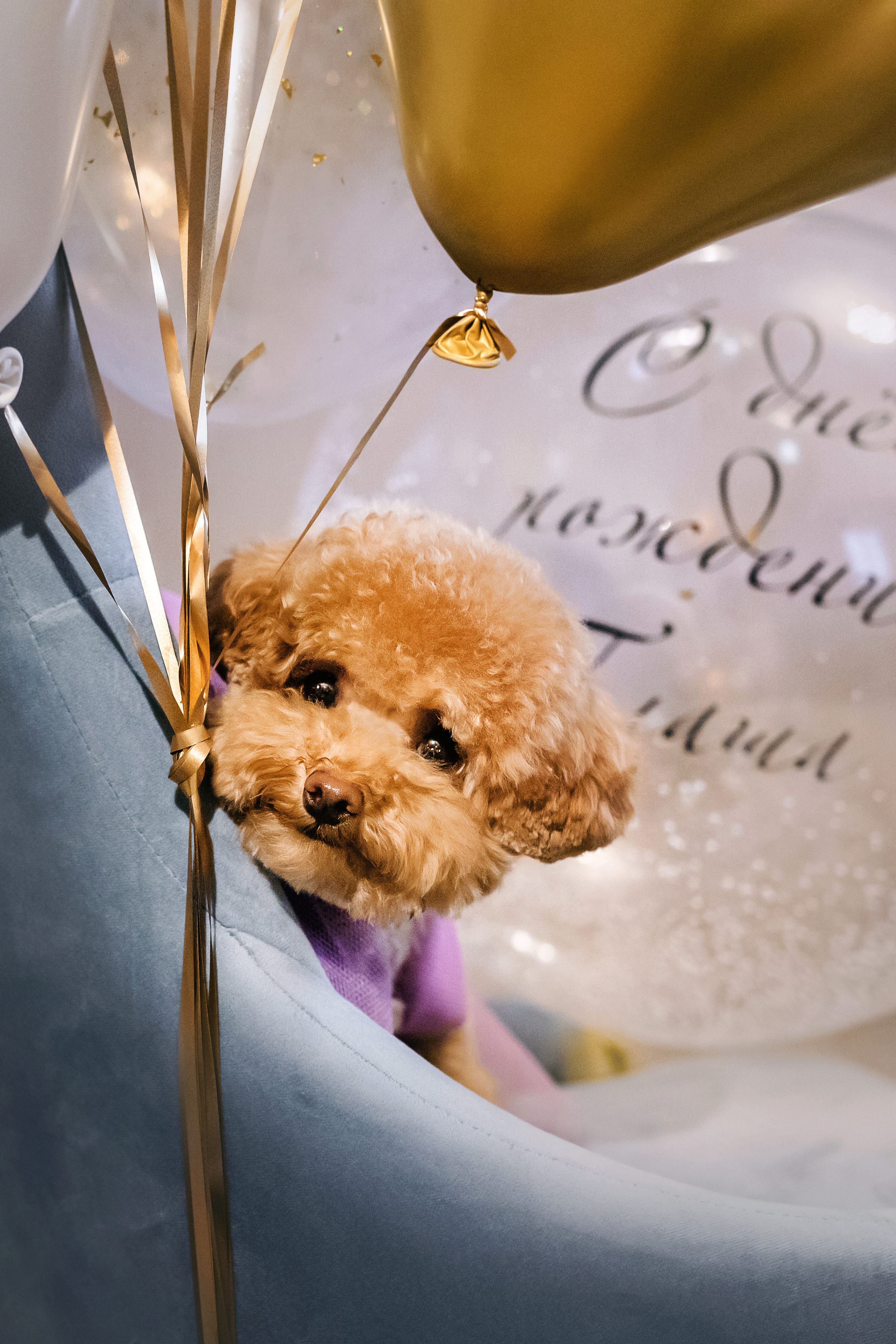 Фотосессия дня рождения собаки