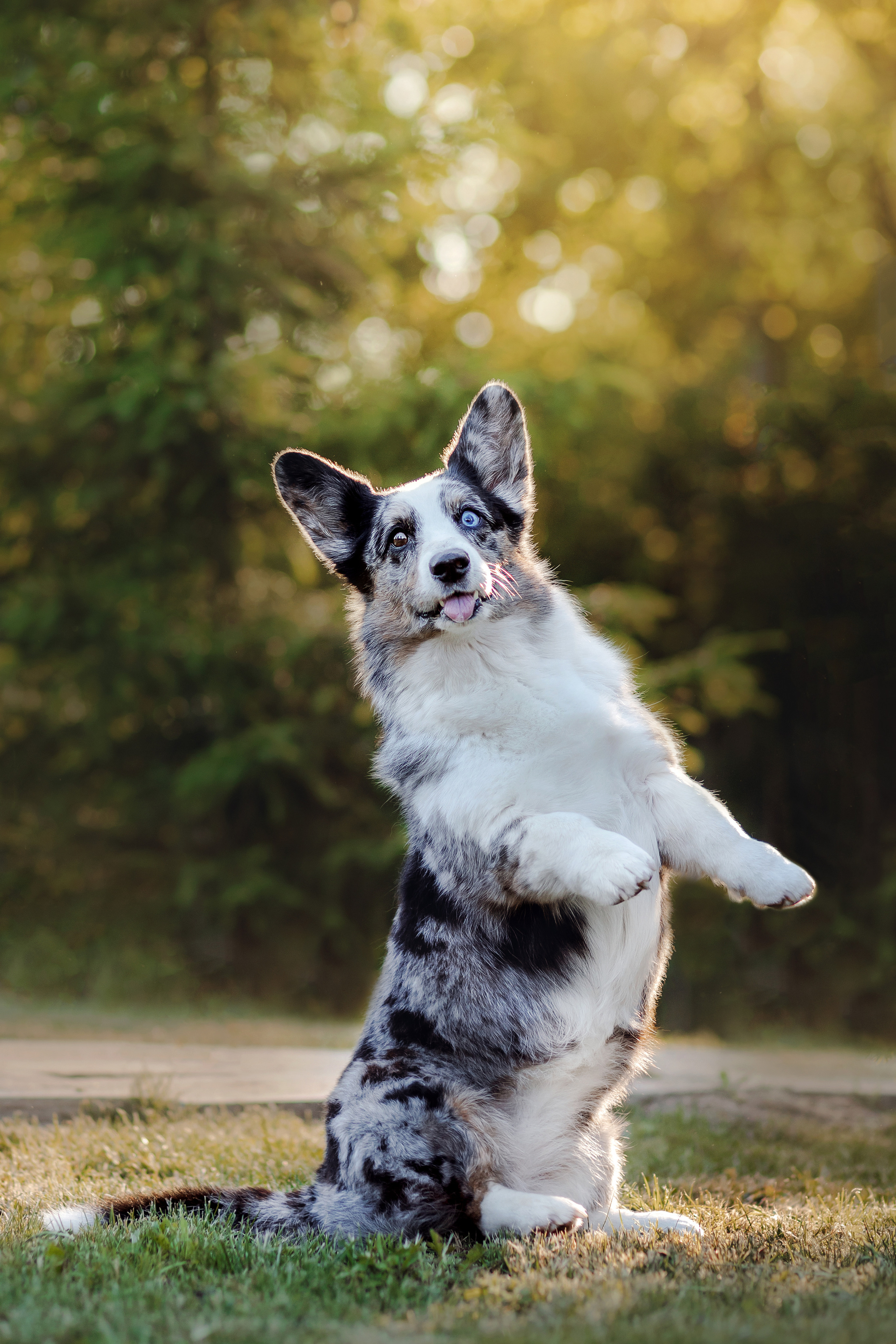 фотограф собак москва