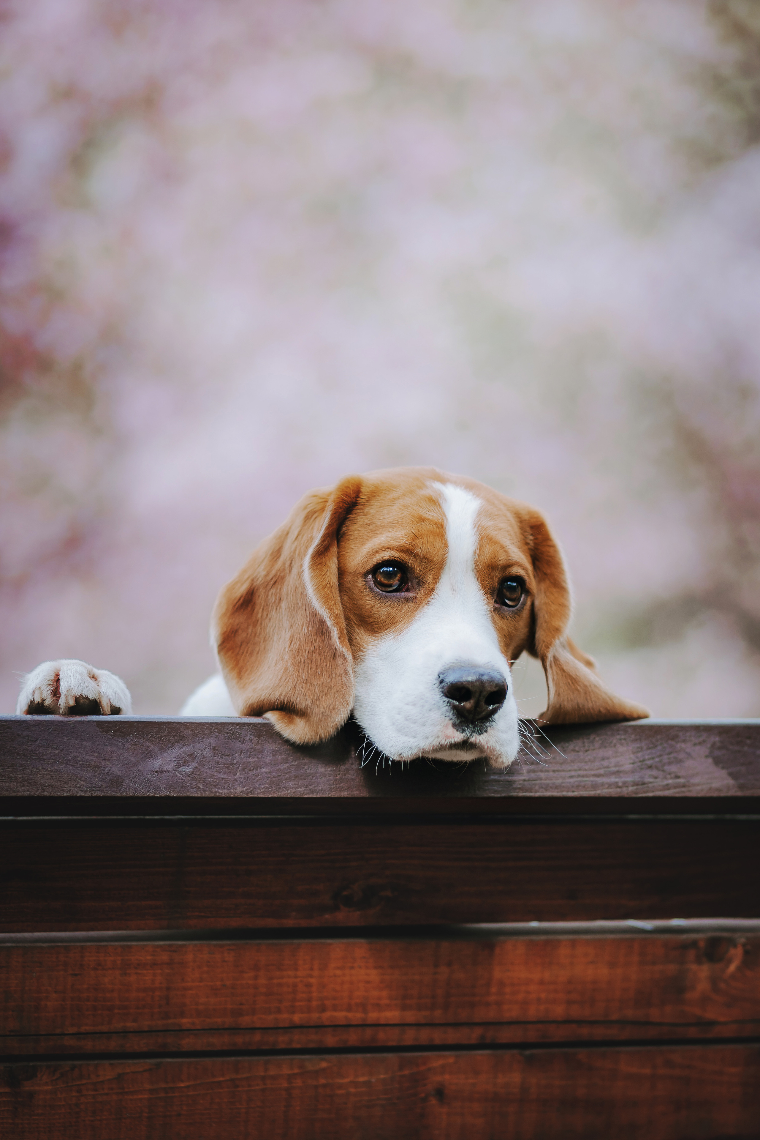 Фотопрогулка с собакой в бирюлевском дендропарке 