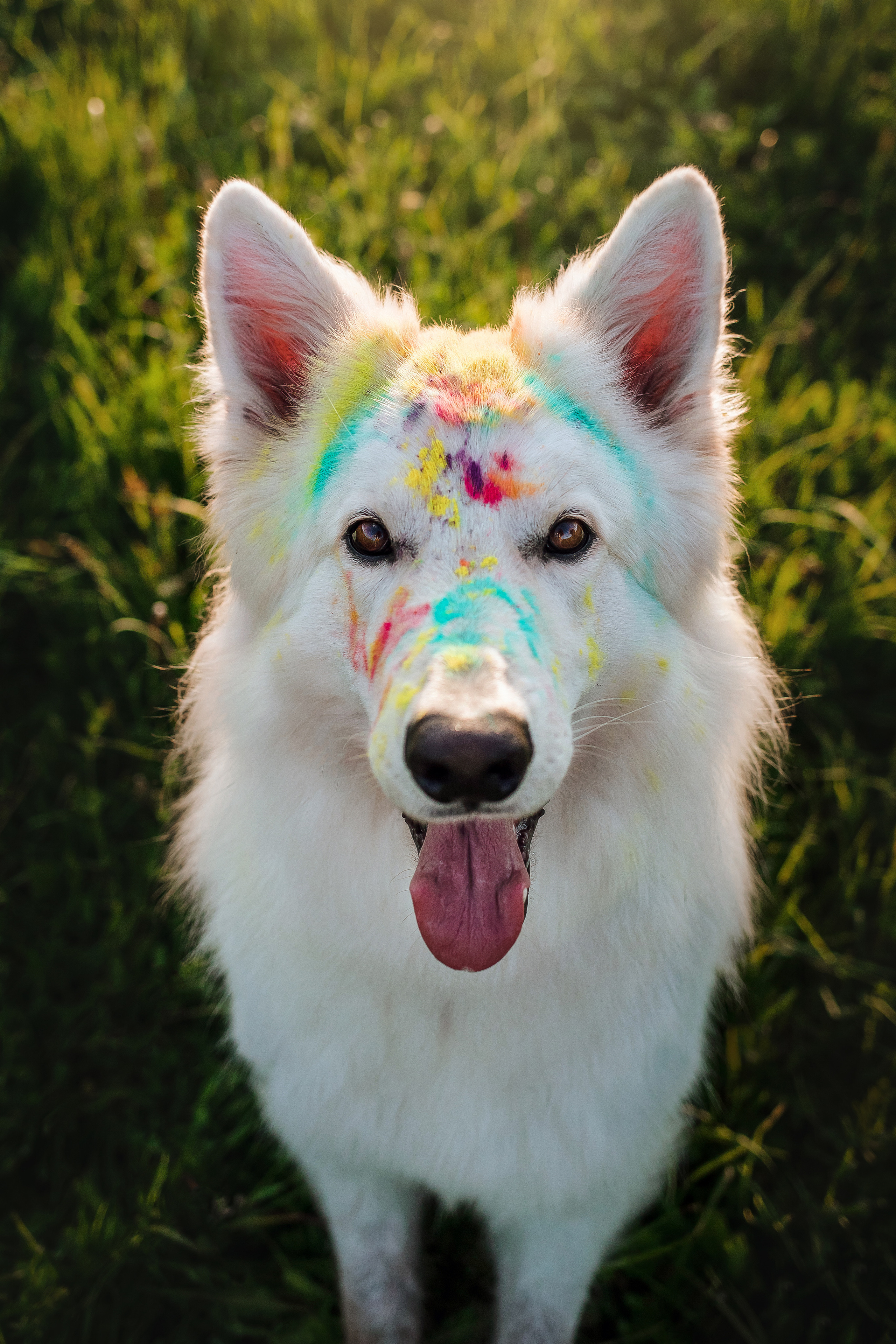фотосессия собаки с красками холи