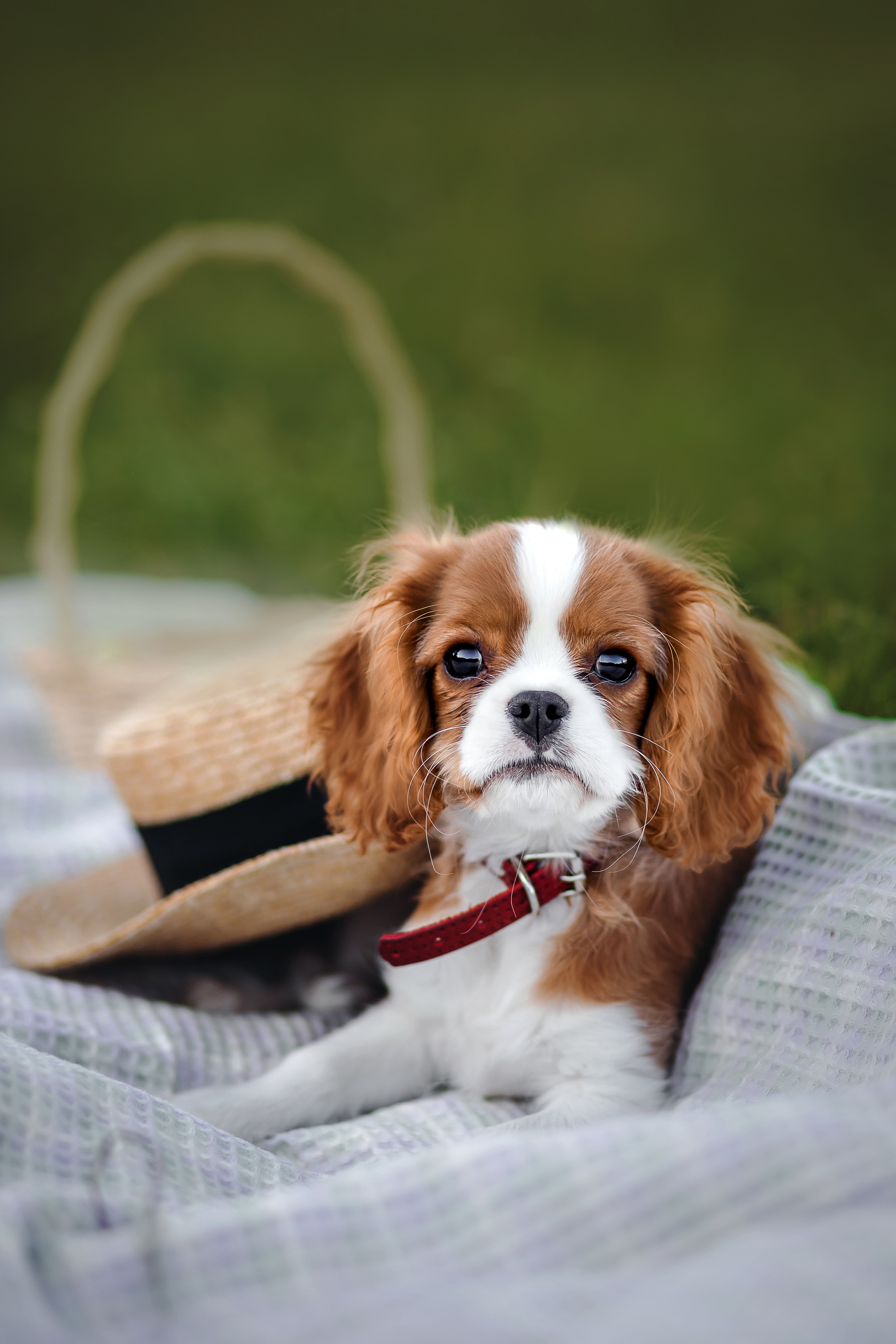 семейная фотосессия в бутово