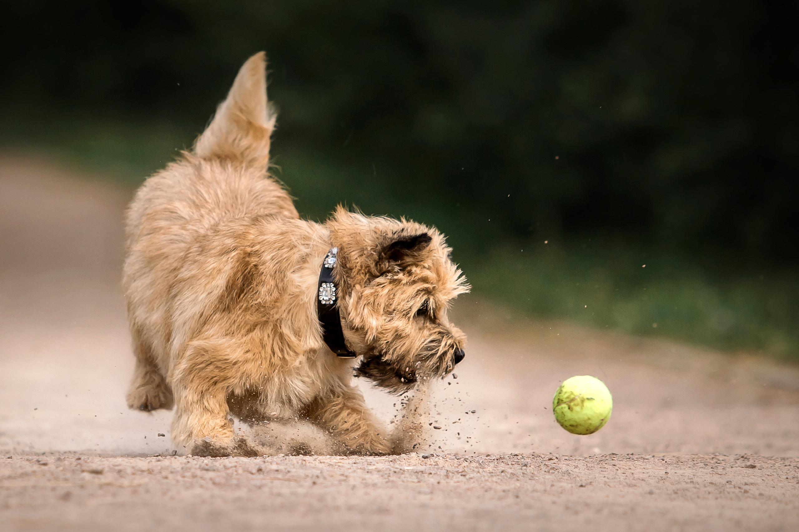 фотосессия керн-терьера