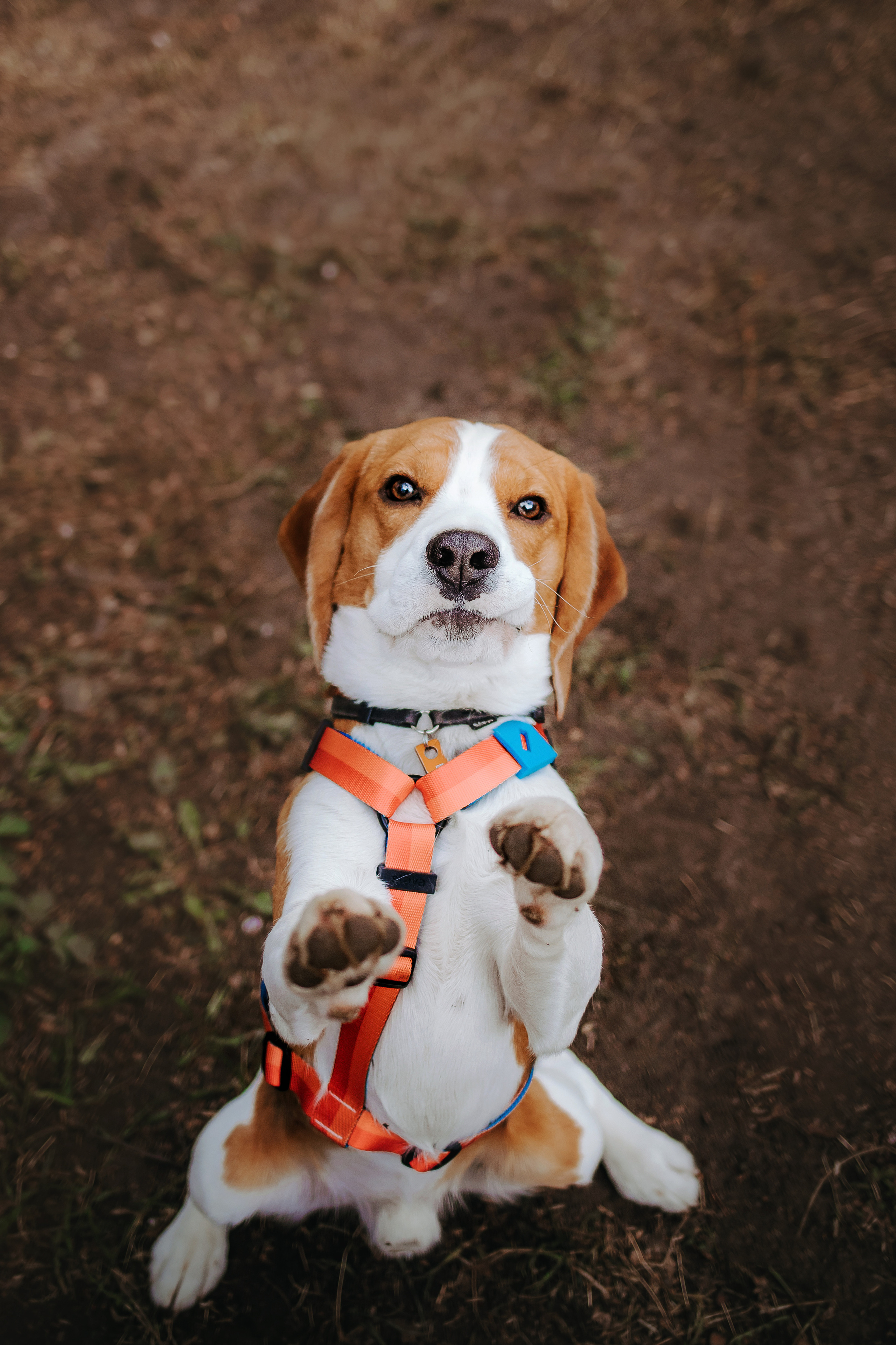 Весенняя фотосессия с собакой в цветущей сакуре 