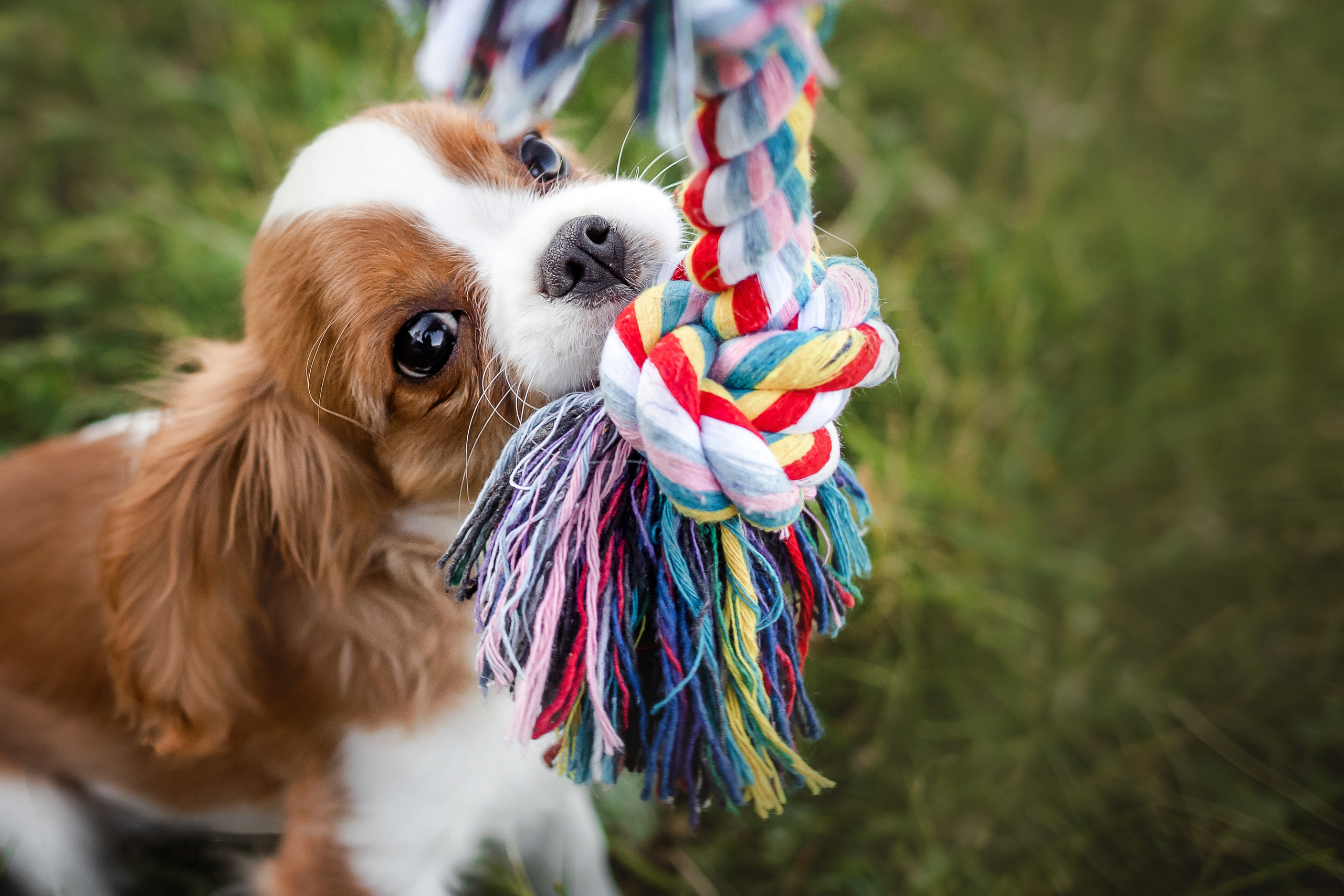 фотосессия спаниеля