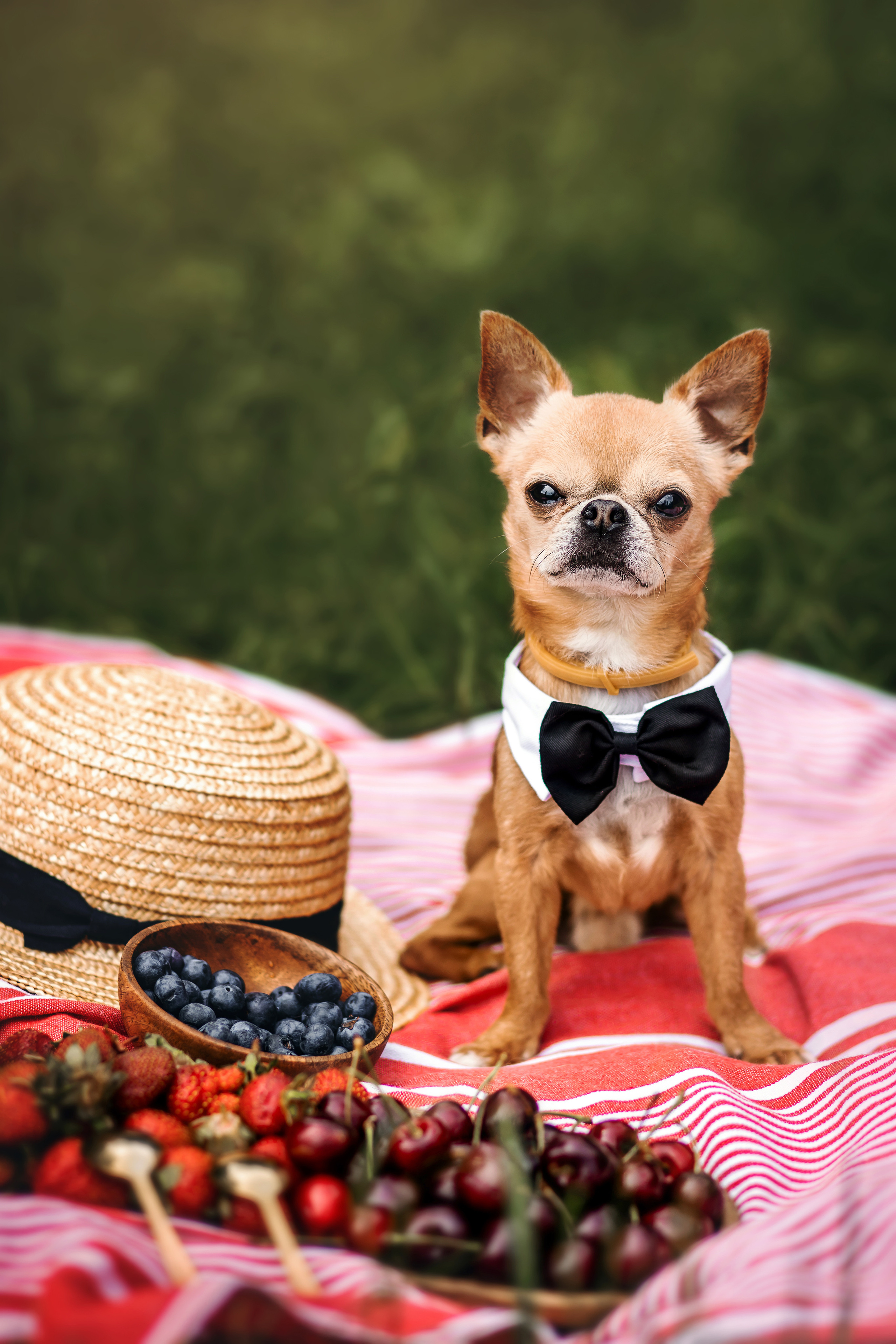 фотопикник с собакой чихуахуа