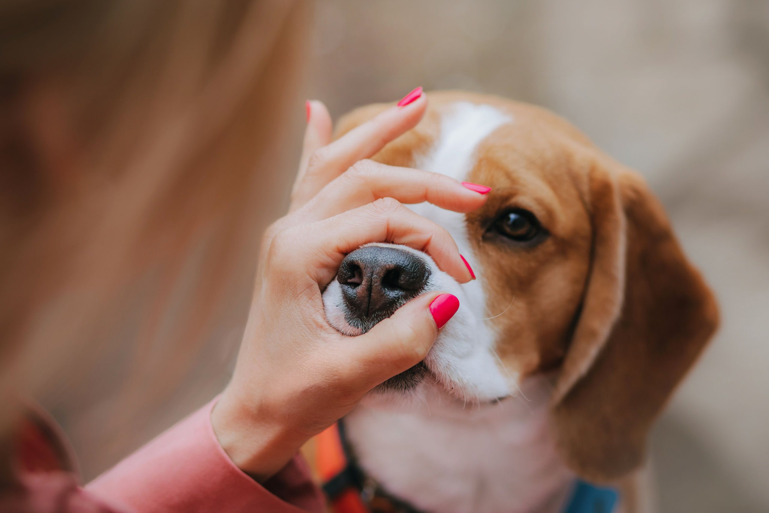 Фотопрогулка с собакой в бирюлевском дендропарке 