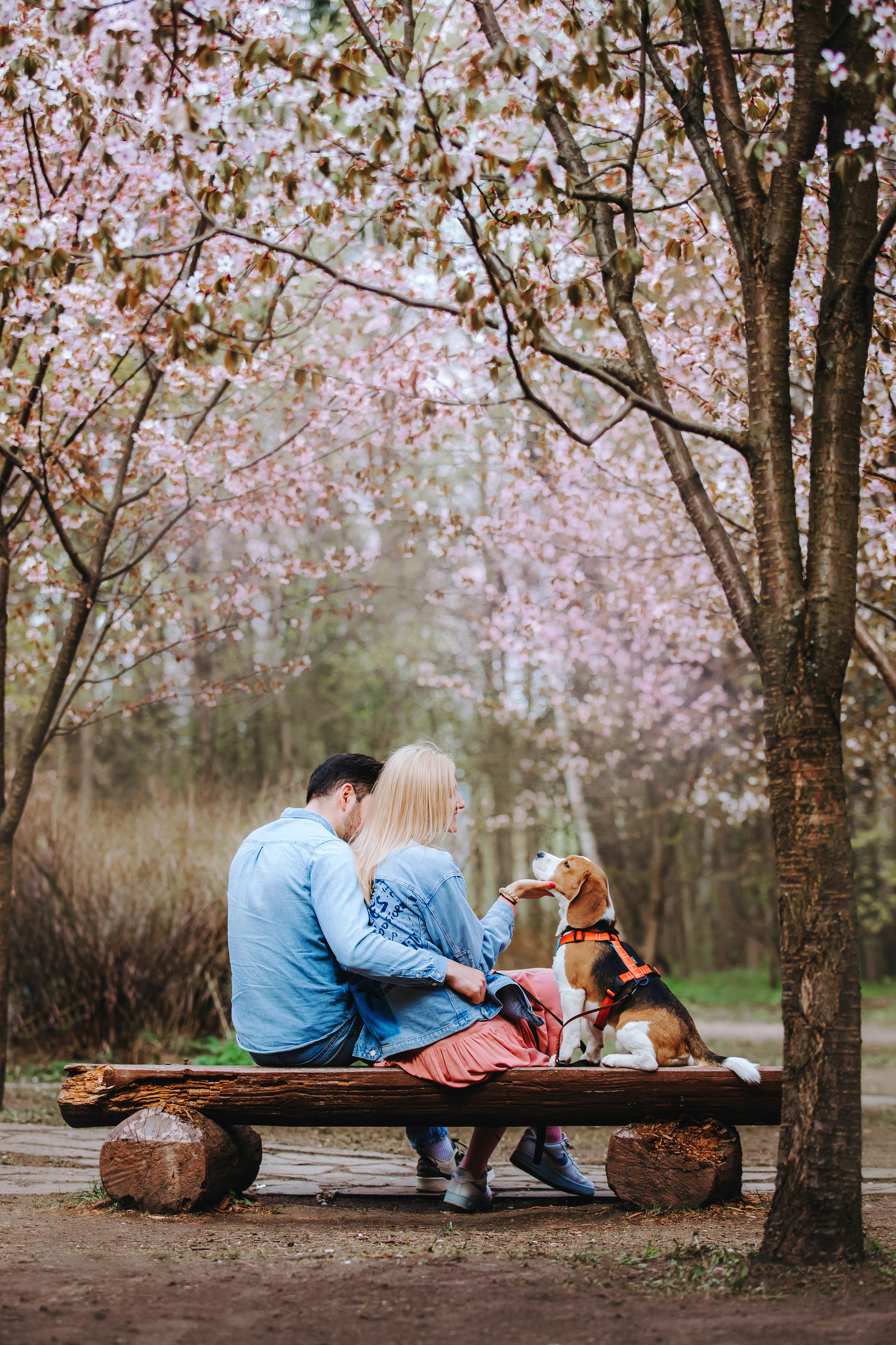 Весенняя фотопрогулка с собакой в цветущей сакуре 