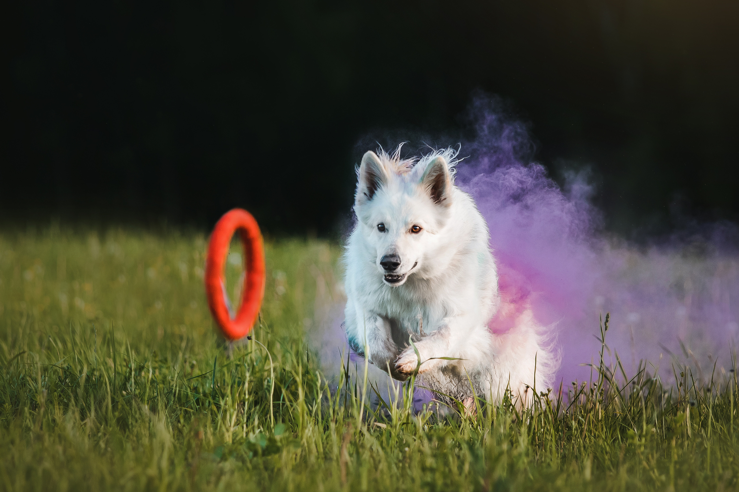 фотосессия собаки с красками холи
