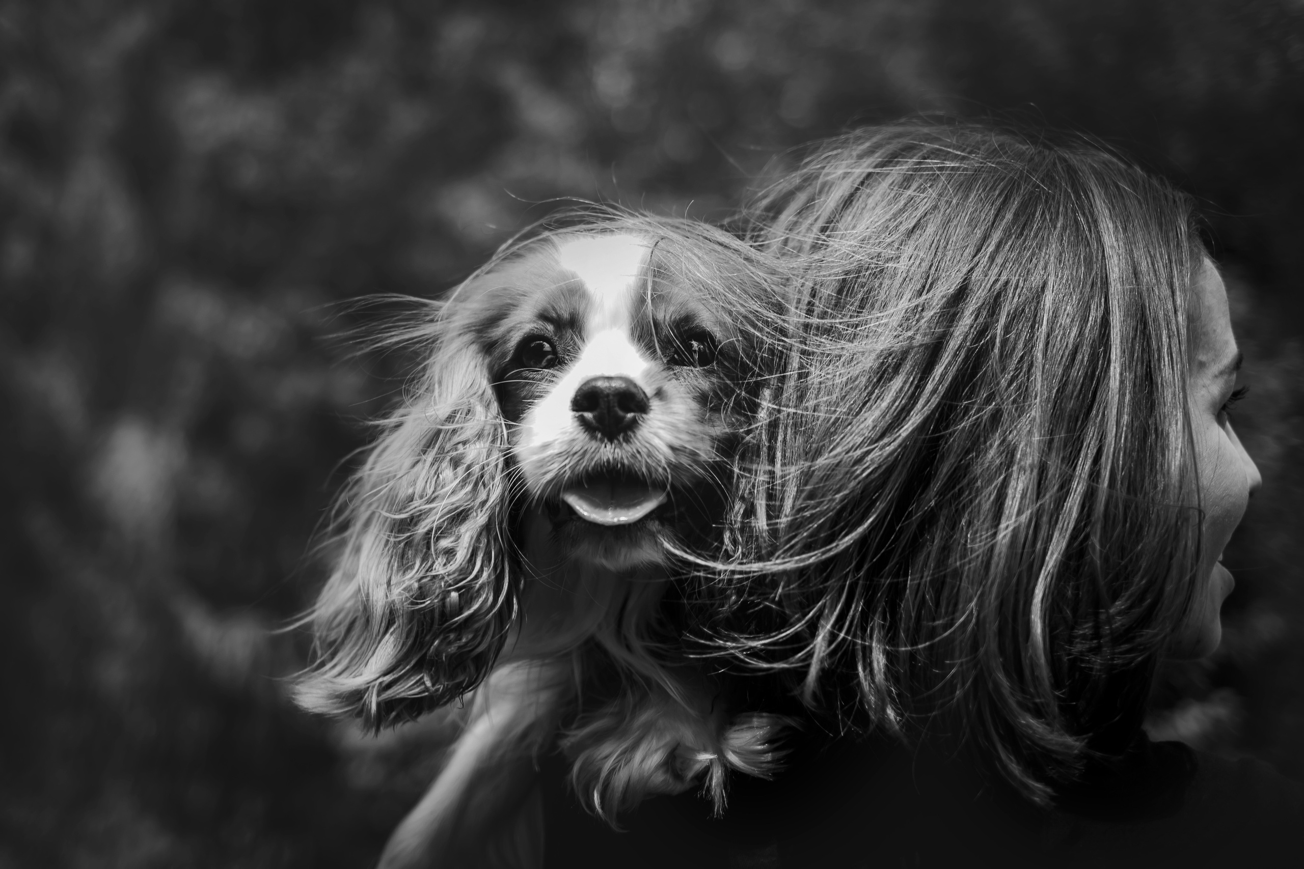 фотосессия с собакой