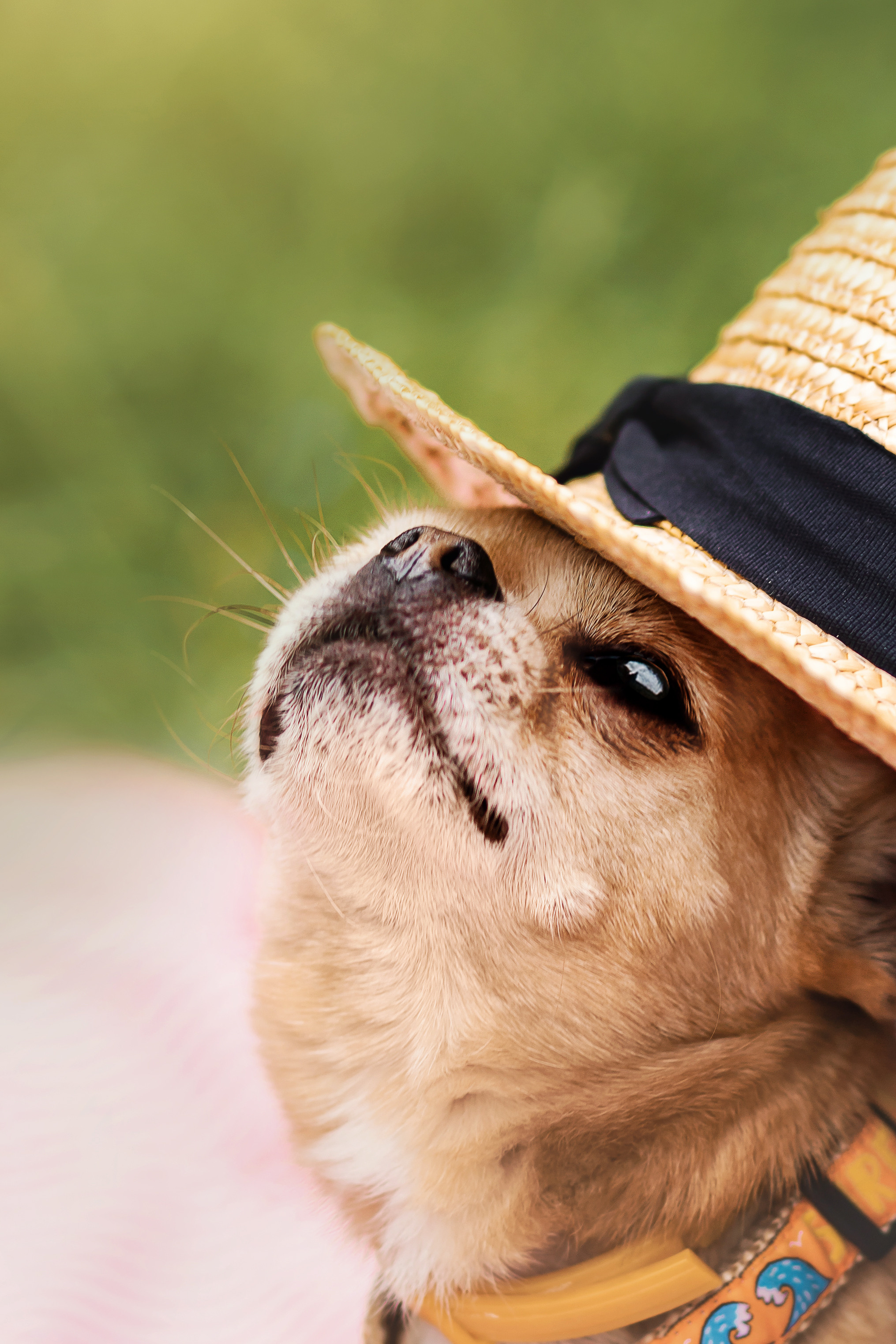 фотосессия с собакой