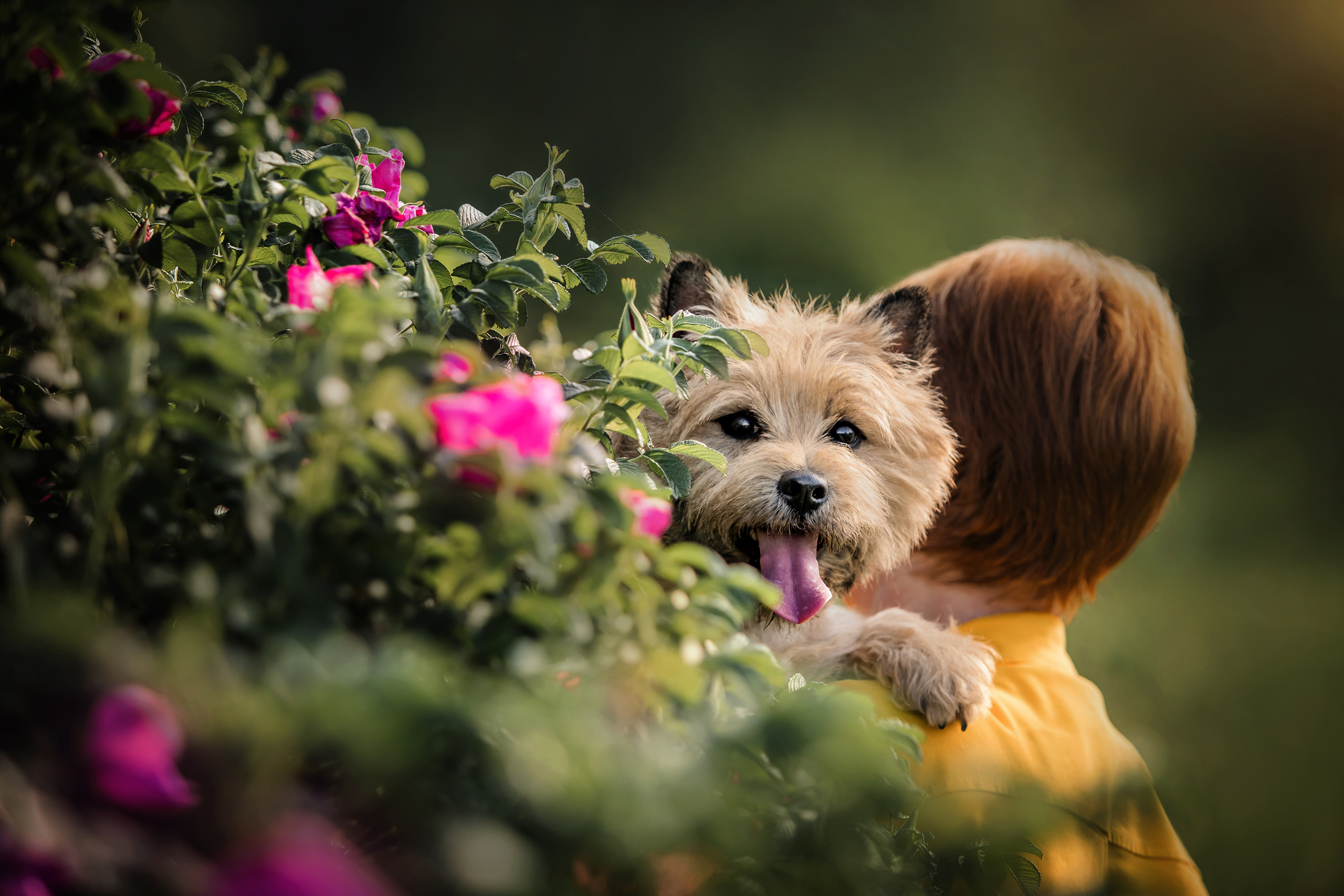фотосессия с керн-терьером